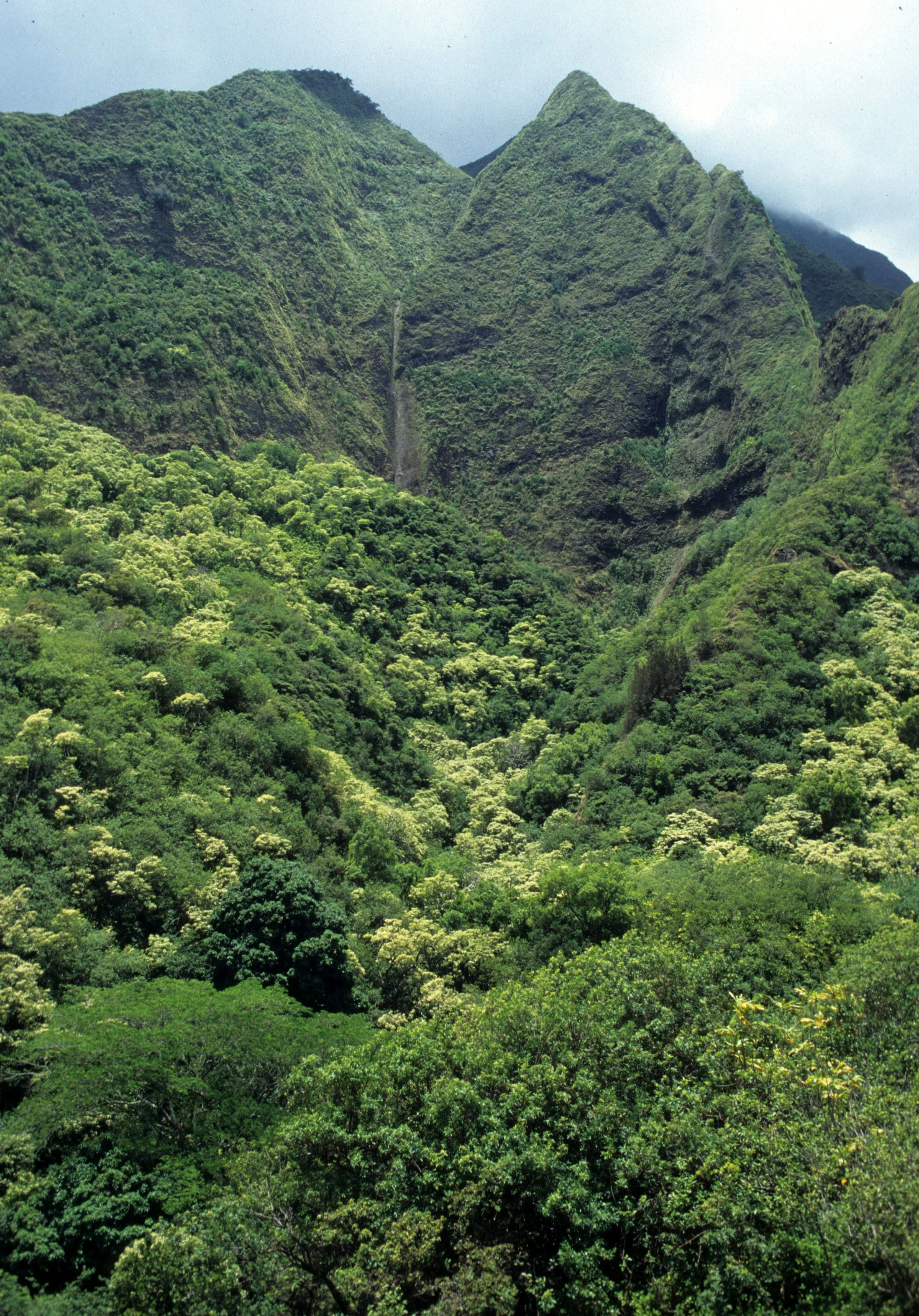 HAWAII - KAUAI - IAO VALLEY (2).jpg