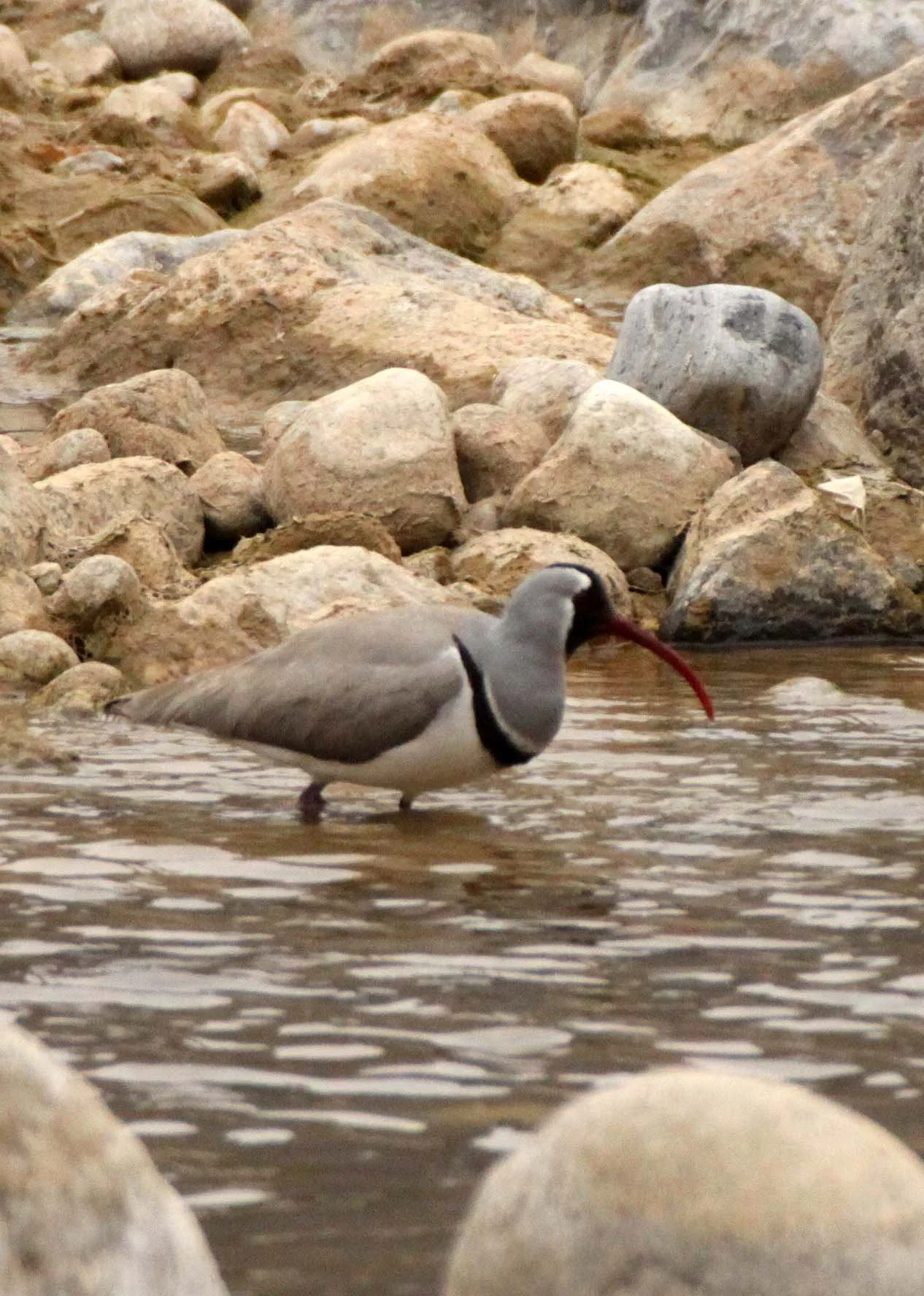 BIRD - IBISBILL - FOPING NATURE RESERVE SHAANXI PROVINCE CHINA (16).JPG