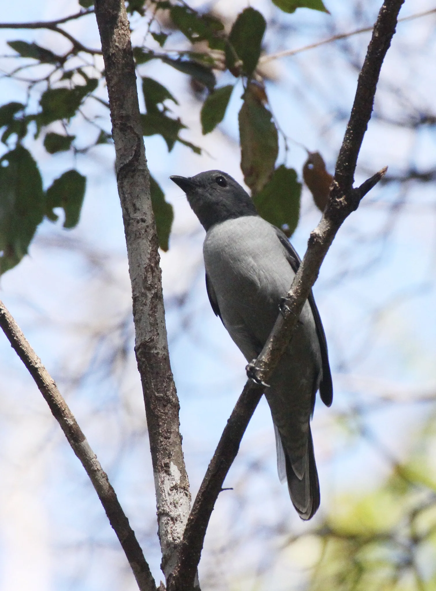 Madagascar Cuckooshrike (Ceblepyris cinereus) Ankarana NP Madagascar (10).JPG