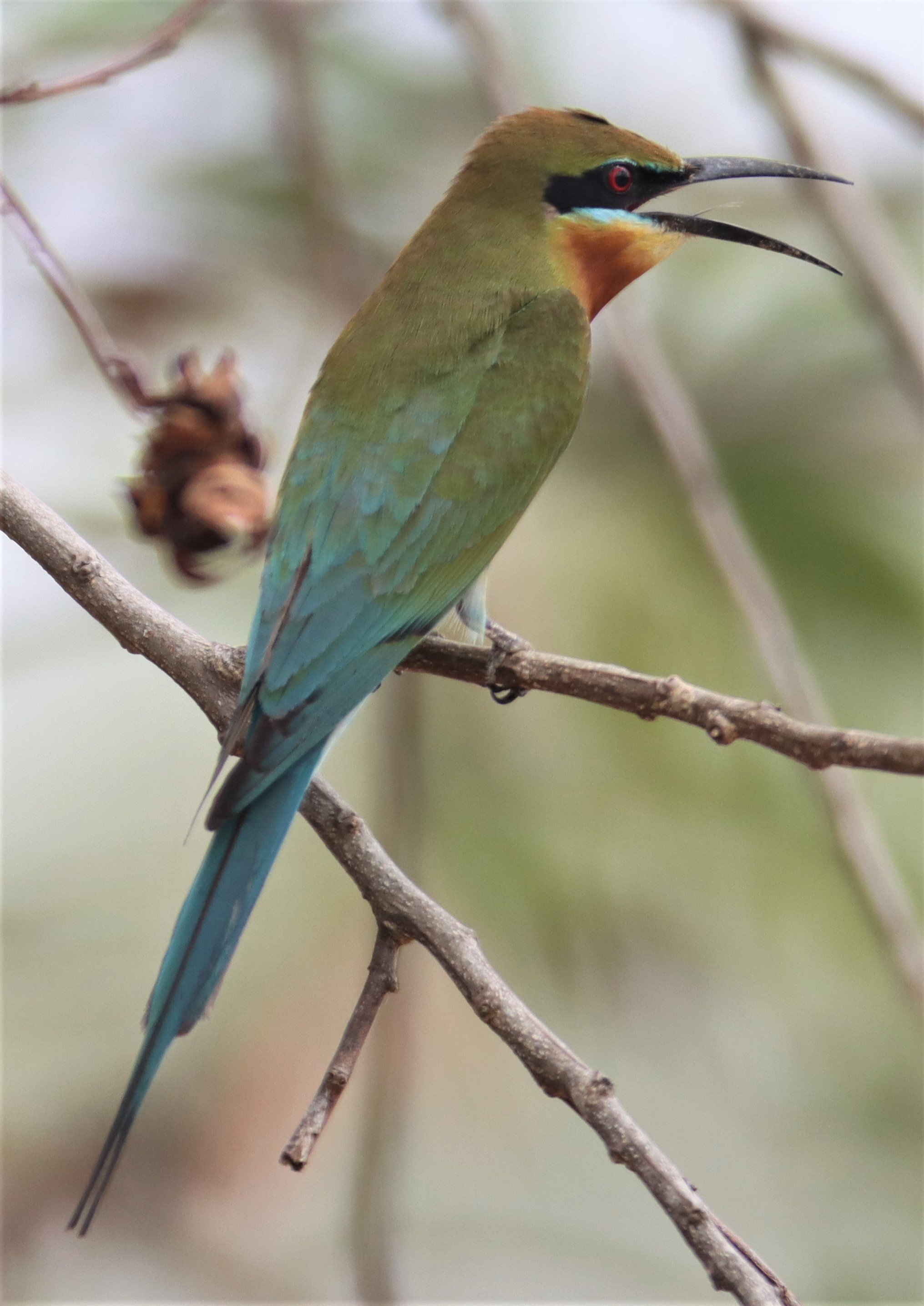 BEE-EATER - BLUE-TAILED BEE-EATER - Merops philippinus - KABIN BURI WETLANDS IN TOWN (7).jpg