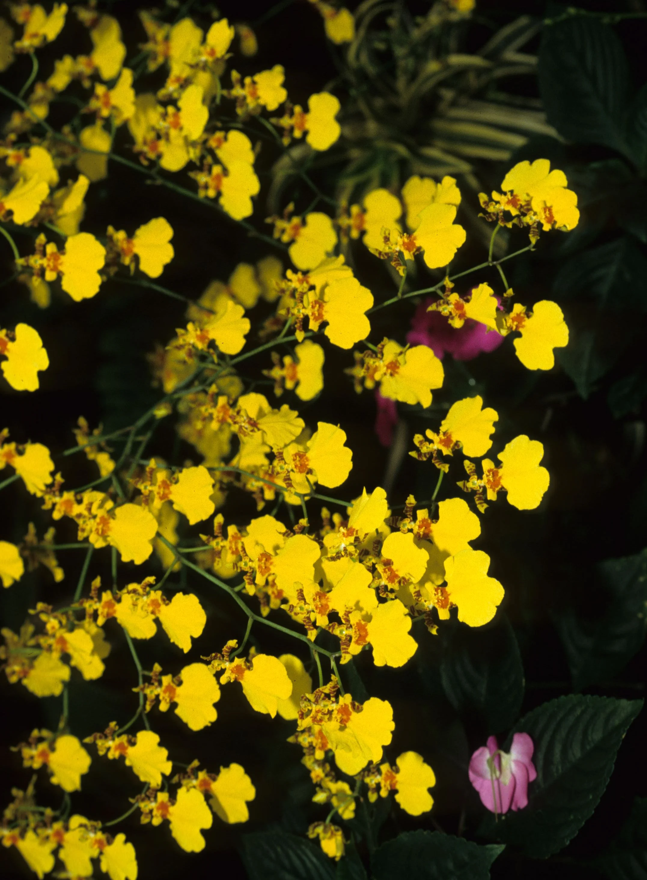 HAWAII - HAWAII - ORCHID - ONCIDIUM SPECIES (2).jpg