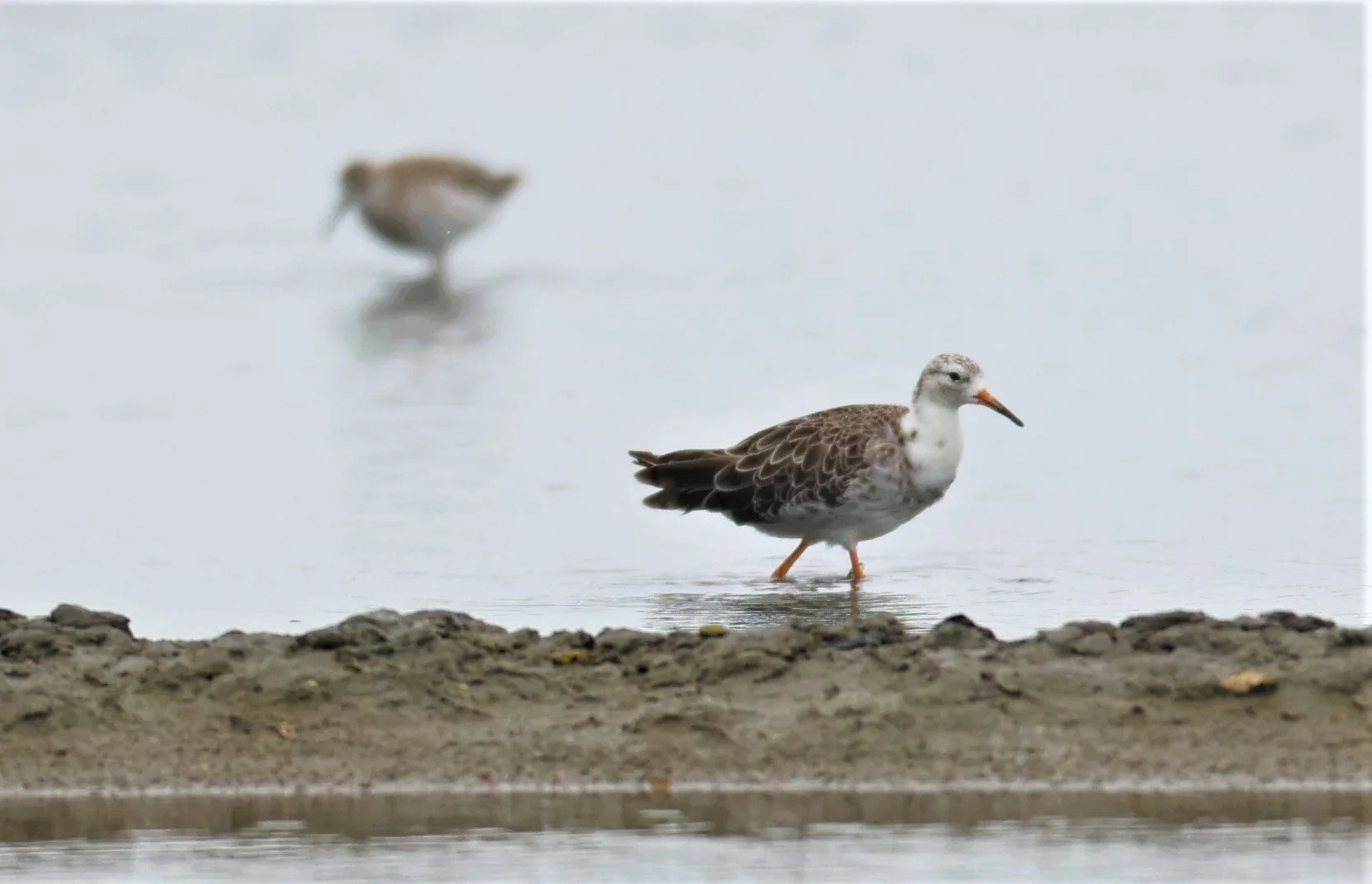 RUFF - Philomachus pugnax - BANG PAKONG SALT PANS CHACHOENGSAO WEST OF RIVER Sep 25 2021 (12).jpg