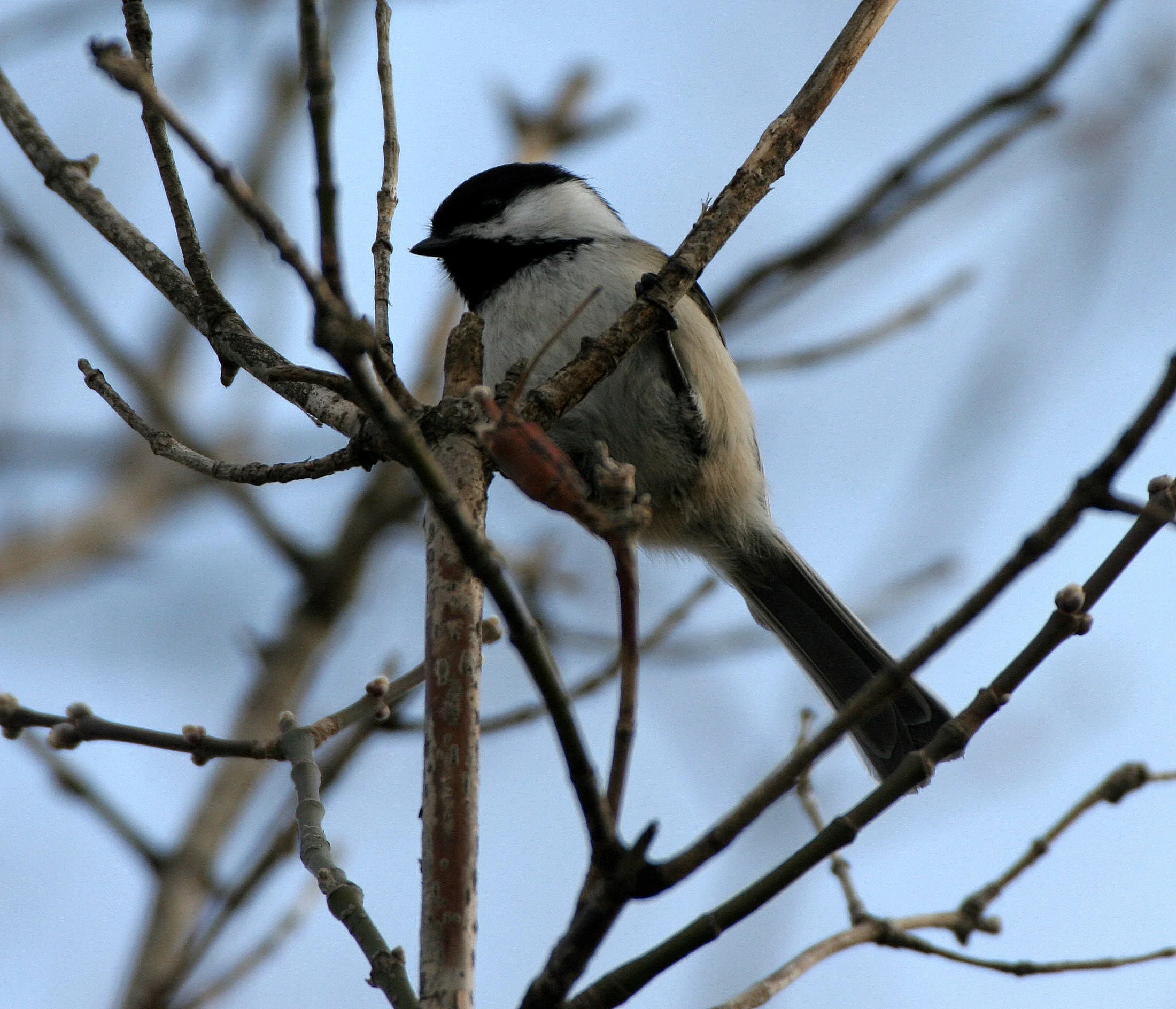 Black-capped chickadee (Poecile atricapillus) Lincoln Marsh, Wheaton Illinois (5).JPG