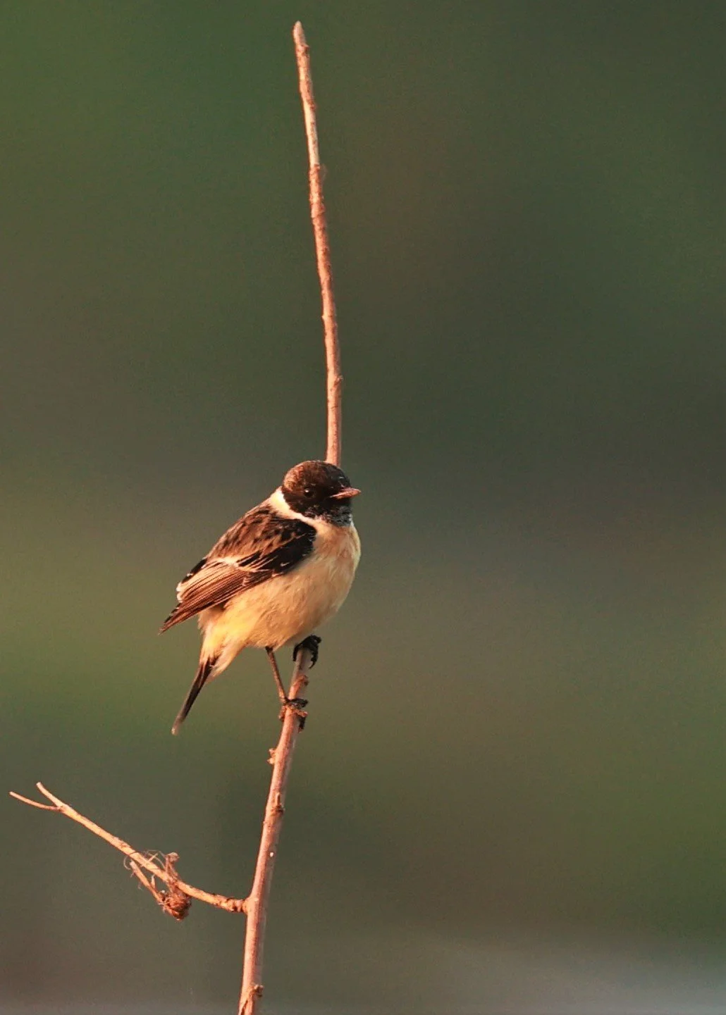 STONECHAT - AMUR (STEJNEGER'S) STONECHAT - Saxicola stejnegeri - Pak Chom Loei Province Mekong River (2).jpg