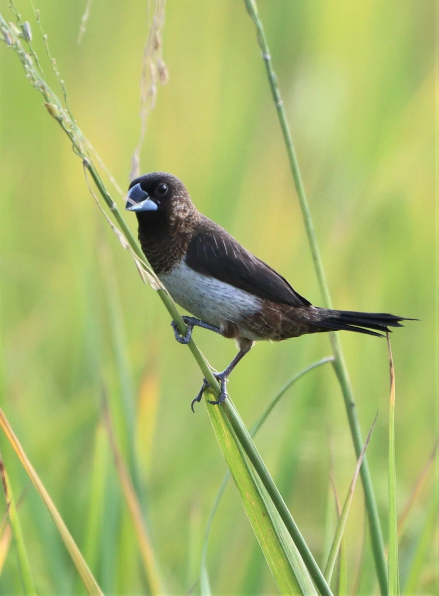 MUNIA - WHITE-RUMPED MUNIA - Lonchura striata - LAT KRABANG WETLANDS NEAR BANGKOK (2).jpg