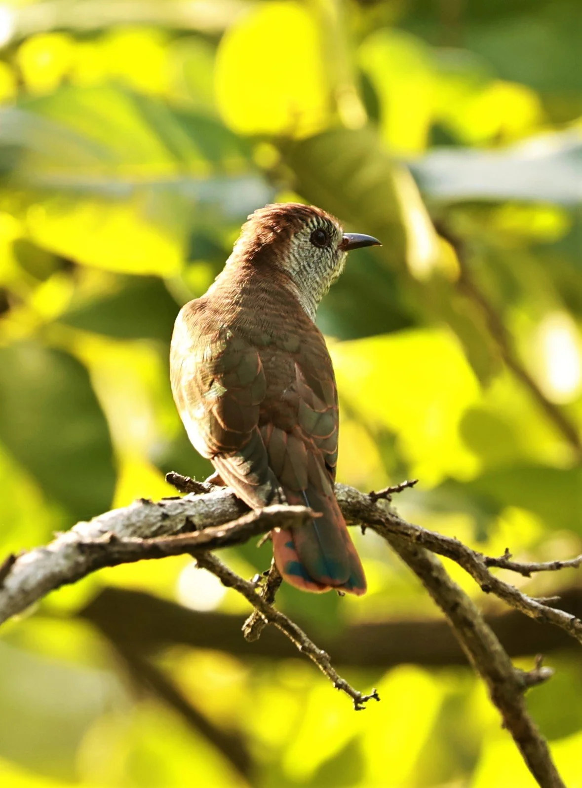 Violet Cuckoo (Chrysococcyx xanthorhynchus) Rama IX Park Bangkok (24).jpg