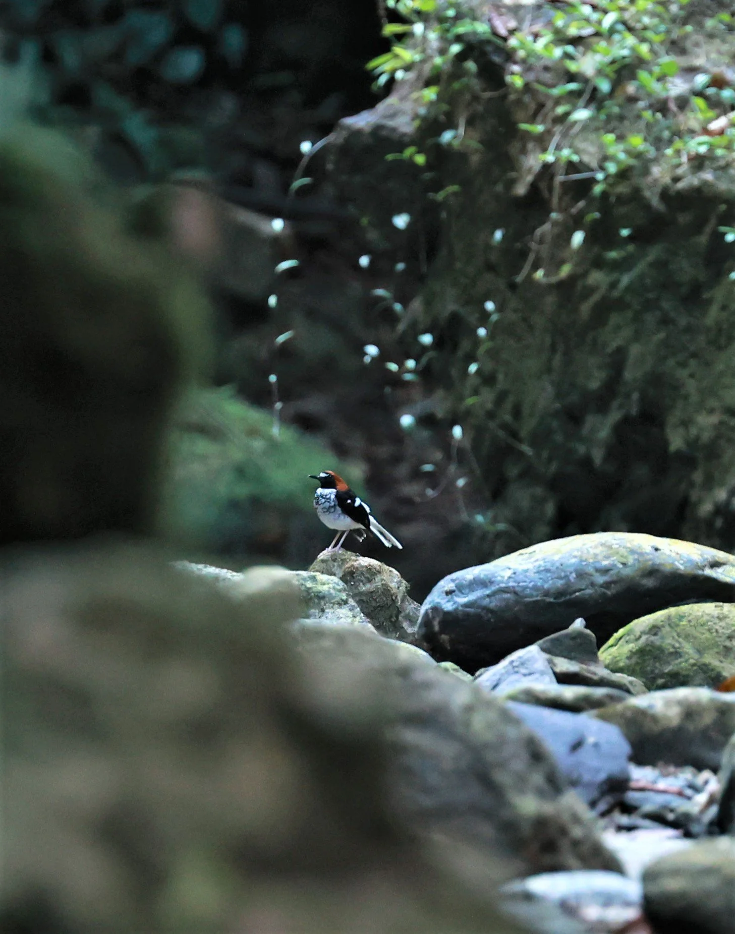 FORKTAIL - Chestnut-naped Forktail - Enicurus ruficapillus - Si Phang Nga National Park, Thailand Feb 18-19, 2023 (32).jpg