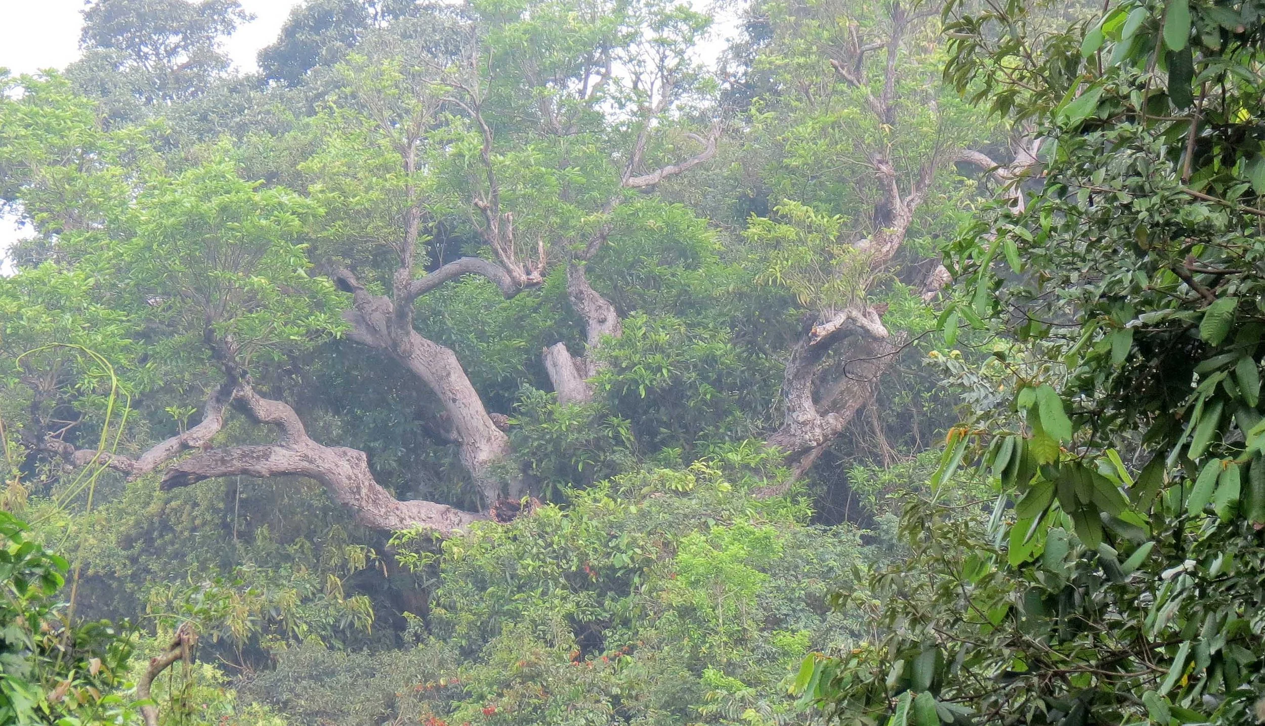 SON TRA PENINSULA - COKIE'S IMAGES (12).JPG