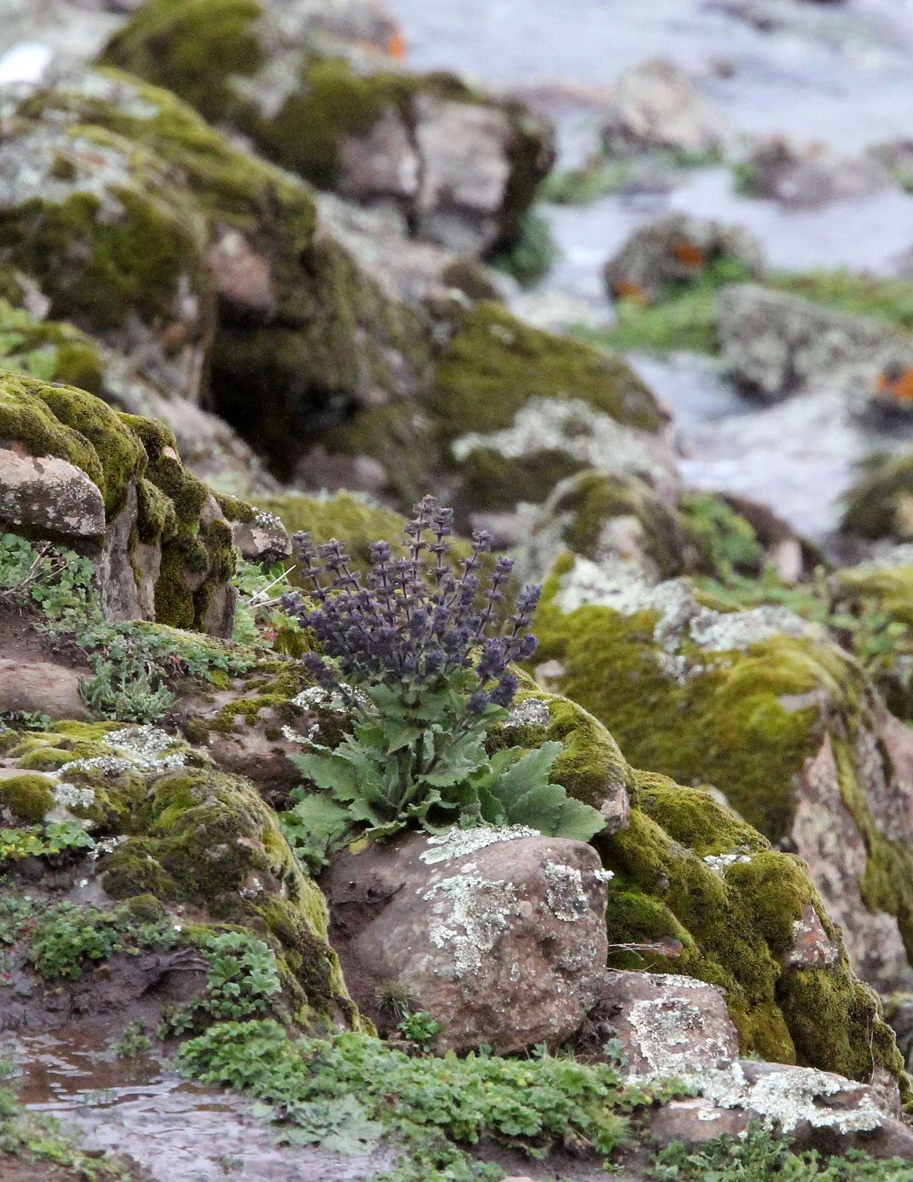 BALE MOUNTAINS NATIONAL PARK ETHIOPIA (363).JPG