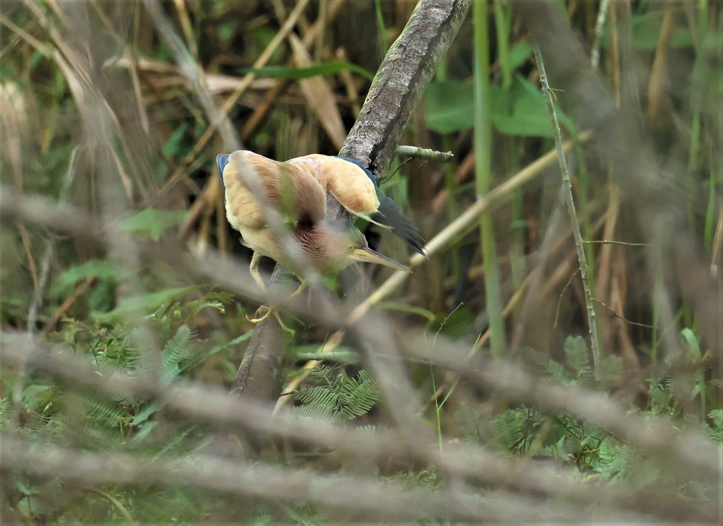 BITTERN - YELLOW BITTERN - Ixobrychus sinensis - PAK PHAYUN DISTRICT, PATTHALUNG APRIL 2022 (53).jpg