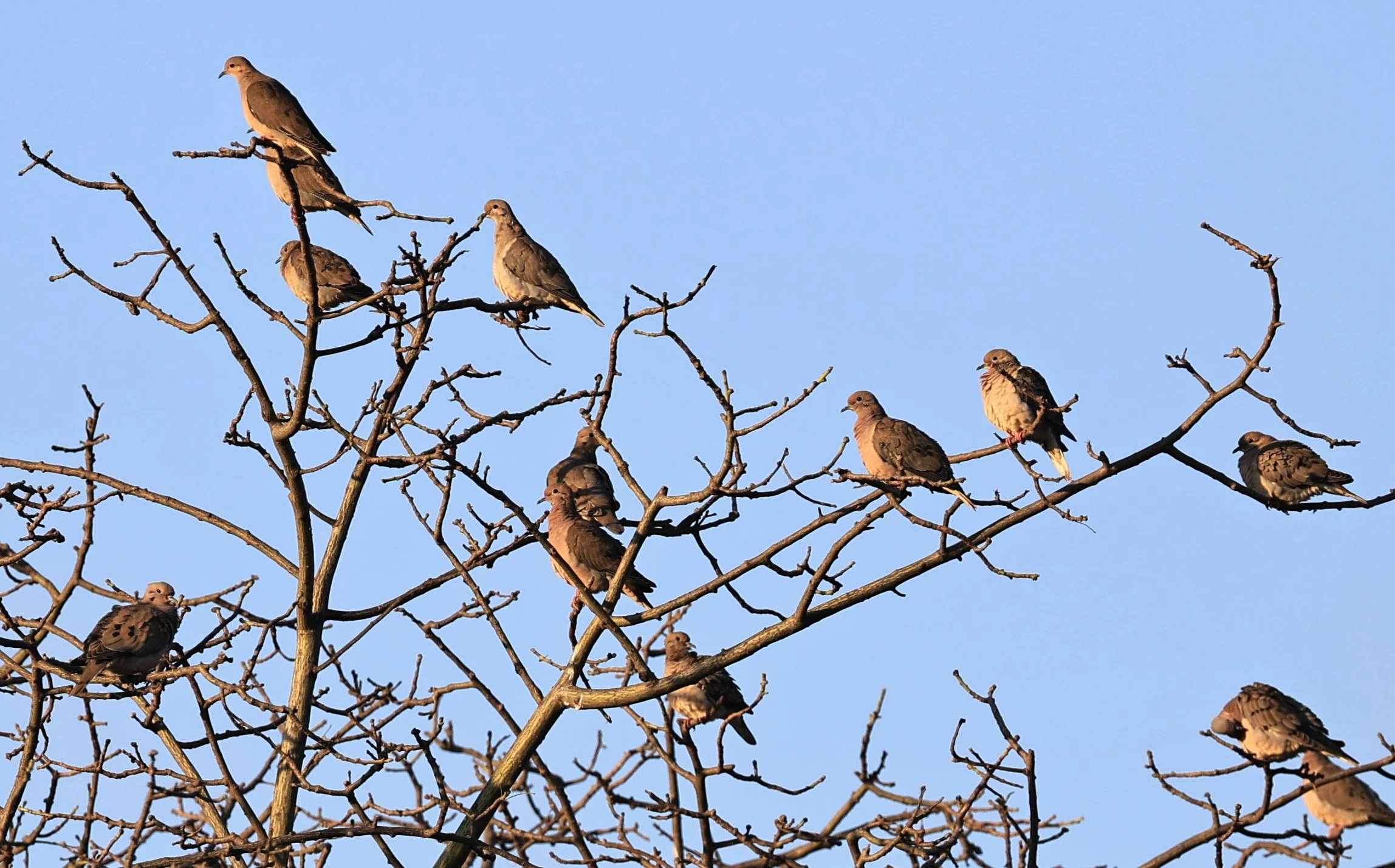 Eared Doves (Zenaida auriculata) Aurora Chaquena Reserve, Neuland Mennonite Colony Paraguay (2).jpg