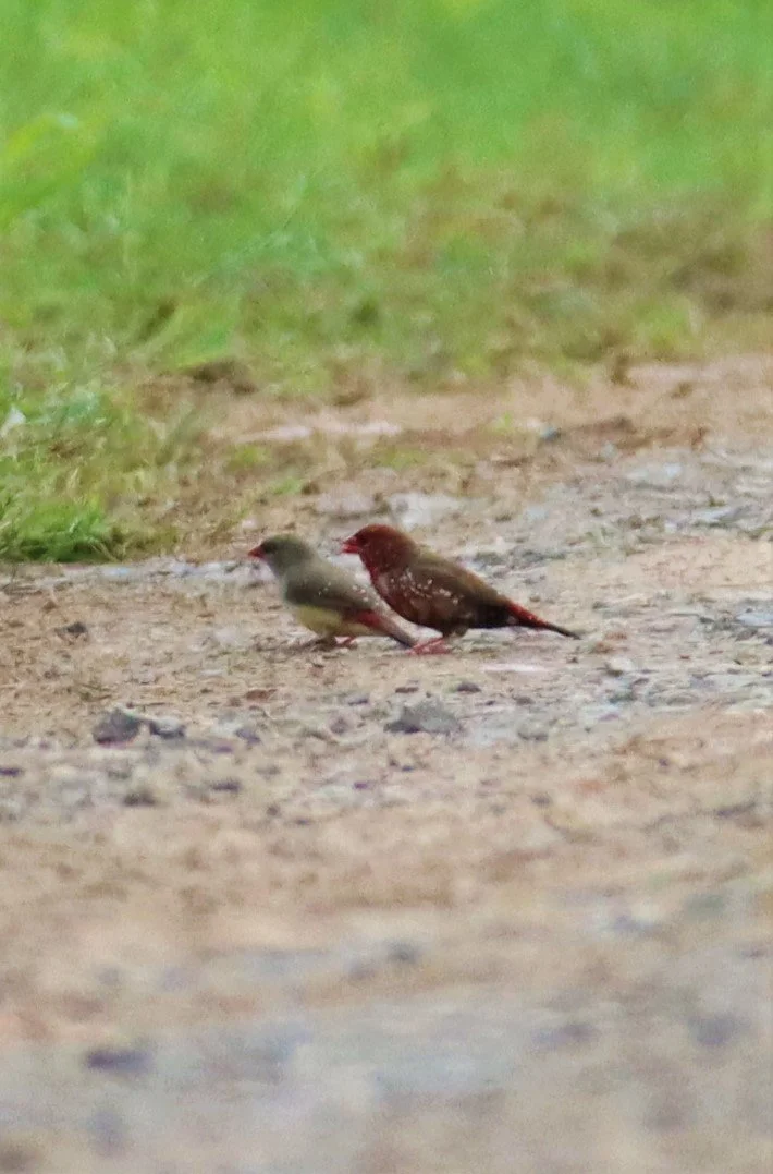 RED AVADAVAT - Amandava amandava - LAT KRABANG WETLANDS THAP YAO (95).jpg