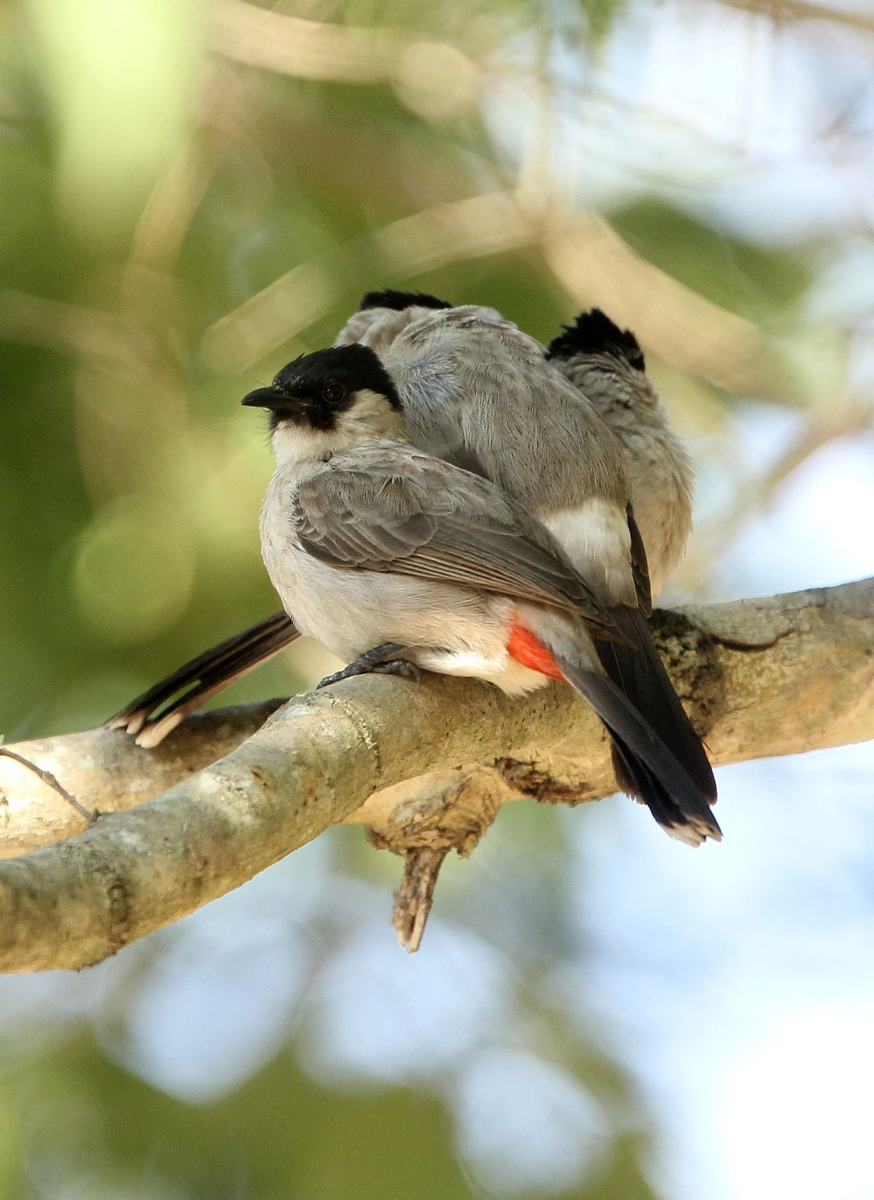 BULBUL - SOOTY-HEADED BULBUL - Pycnonotus aurigaster - HUAI KHA KHAENG NWS THAILAND (17).JPG