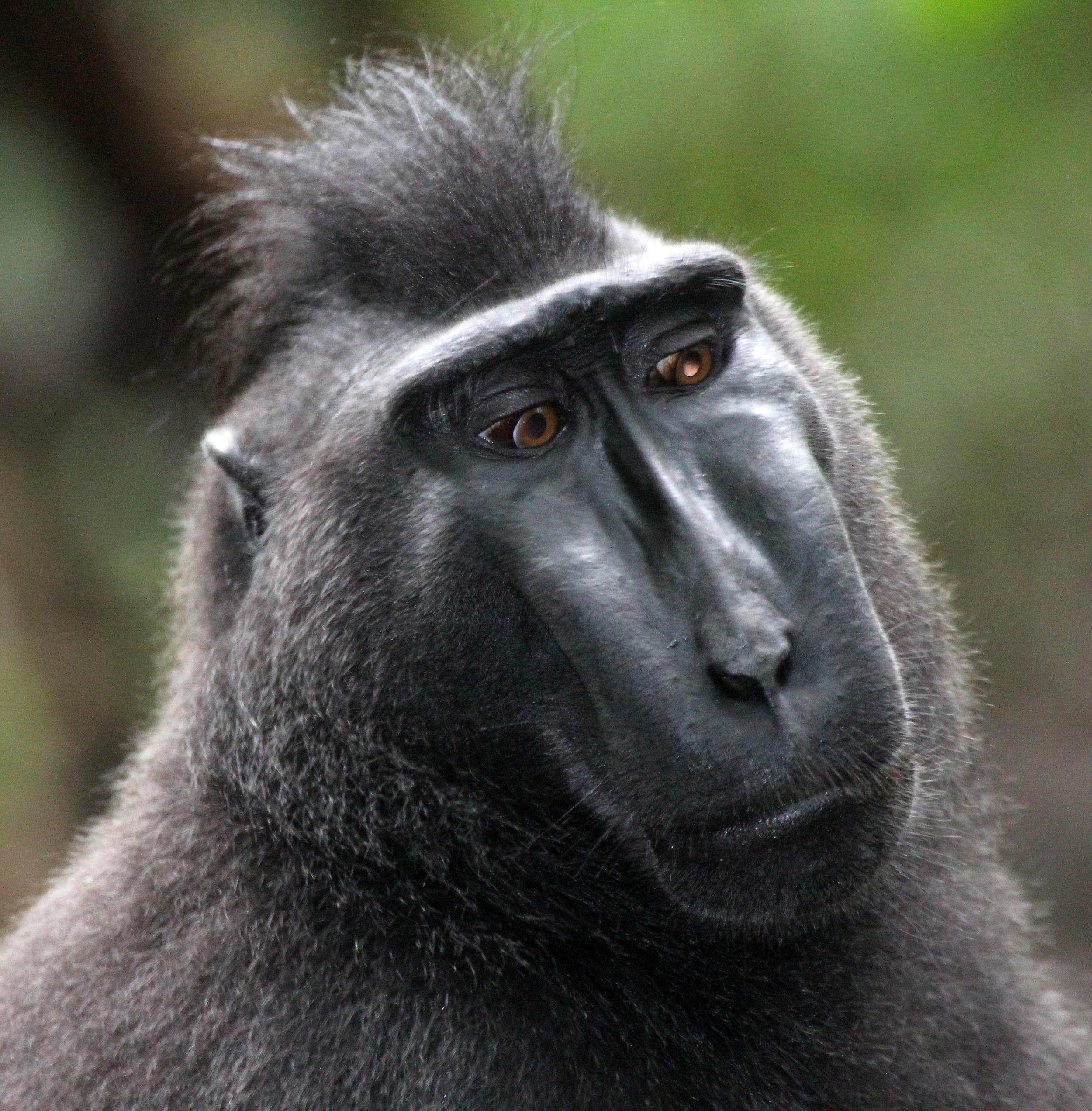 CERCOPITHECIDAE - Macaca nigra - SULAWESI BLACK-CRESTED MACAQUE - RAMBO 2 GROUP - TANGKOKO NATIONAL PARK SULAWESI INDONESIA (204).JPG