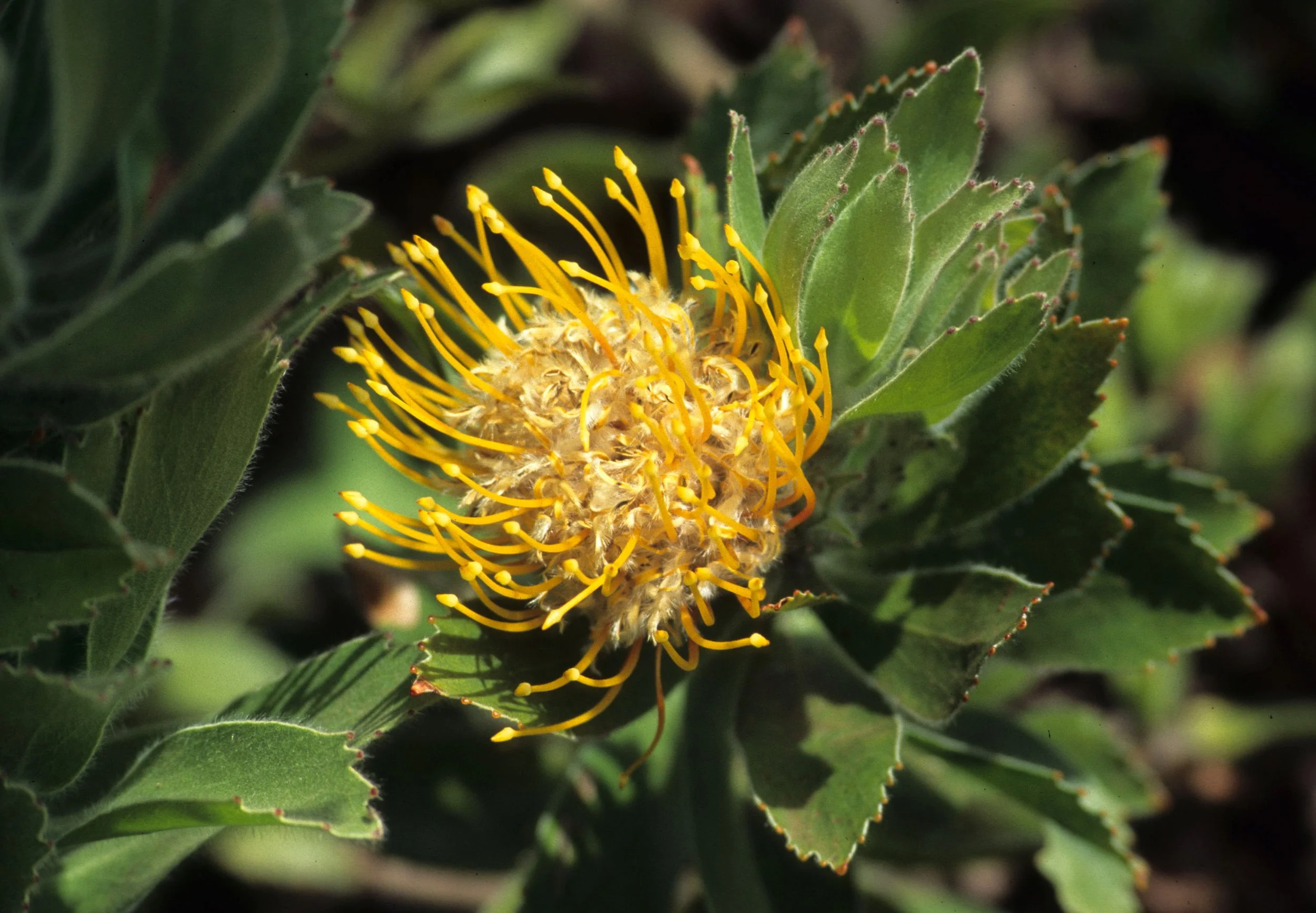 HAWAII - MAUI - PROTEA PLANTATION (3).jpg