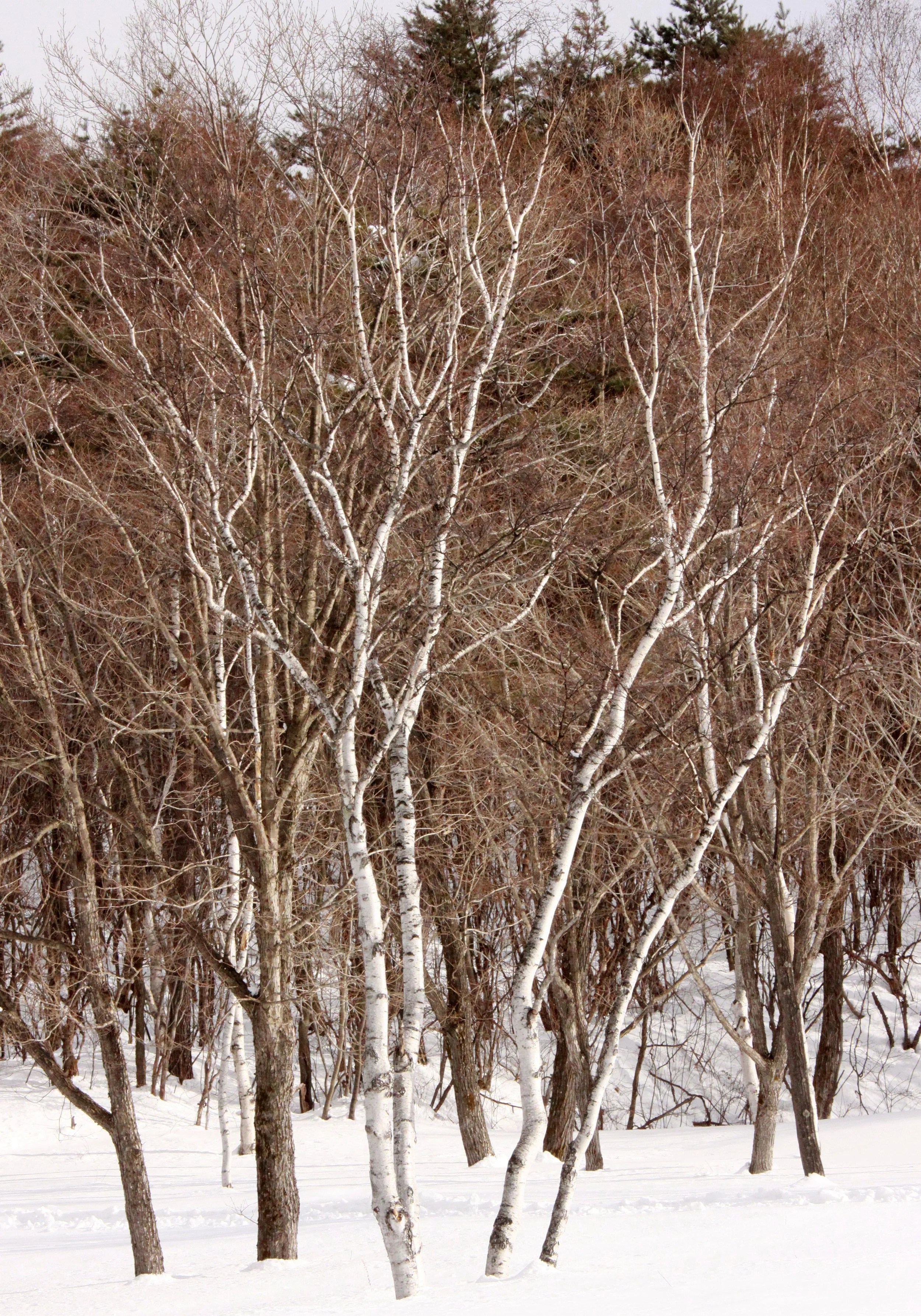 MOUNT ASAMA - JOSHIN'ETSUKOGEN NATIONAL PARK JAPAN (43).JPG