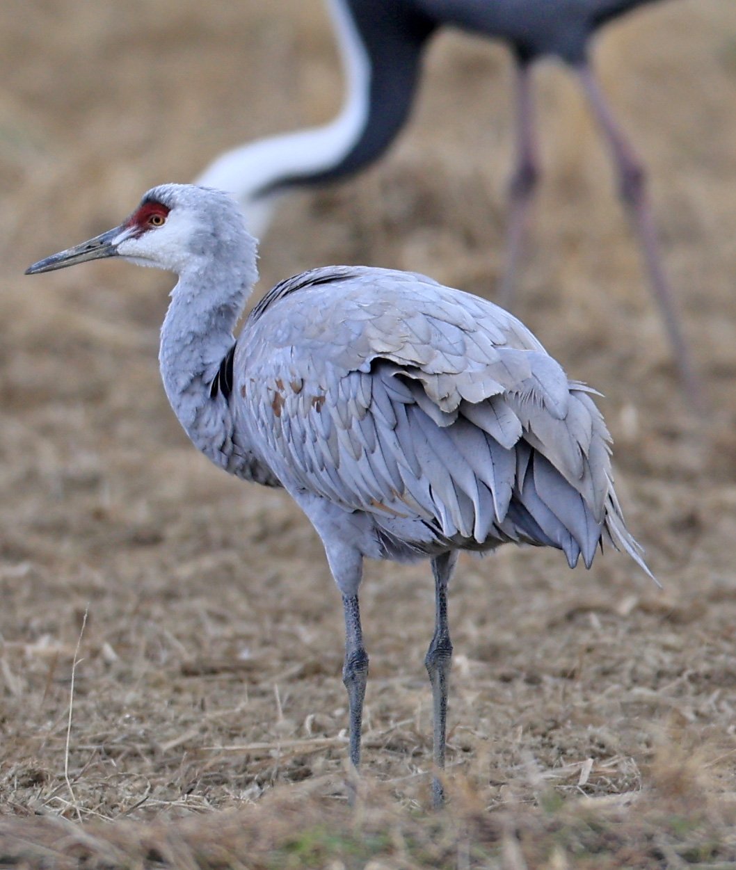 Sandhill Crane (Antigone canadensis) Izumi Crane Park & Center, Izumi Kagoshima Kyushu Japan (15).jpg