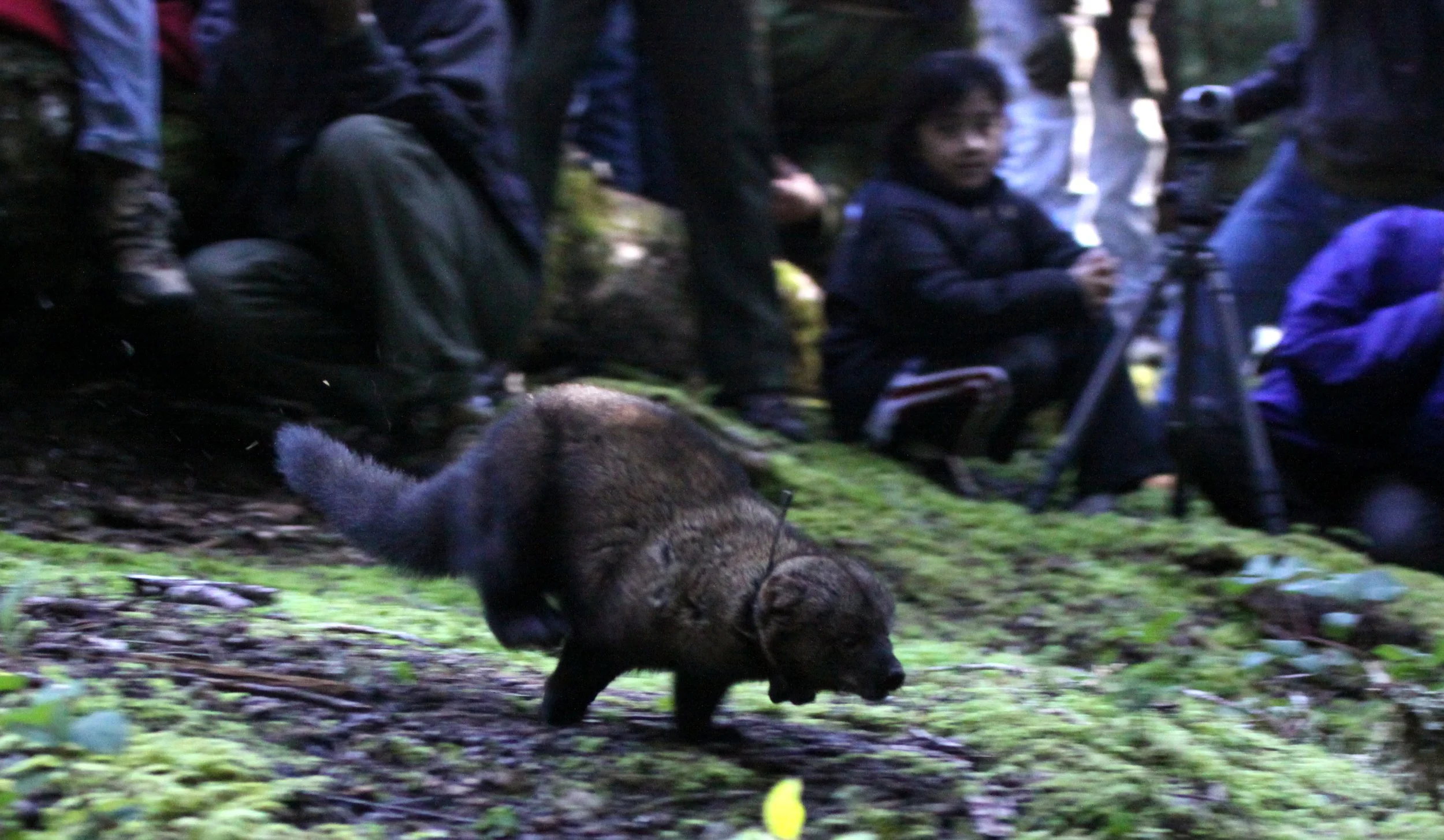 MUSTELID - FISHER - FINAL RELEASE ON 2-20-2010 (13).JPG