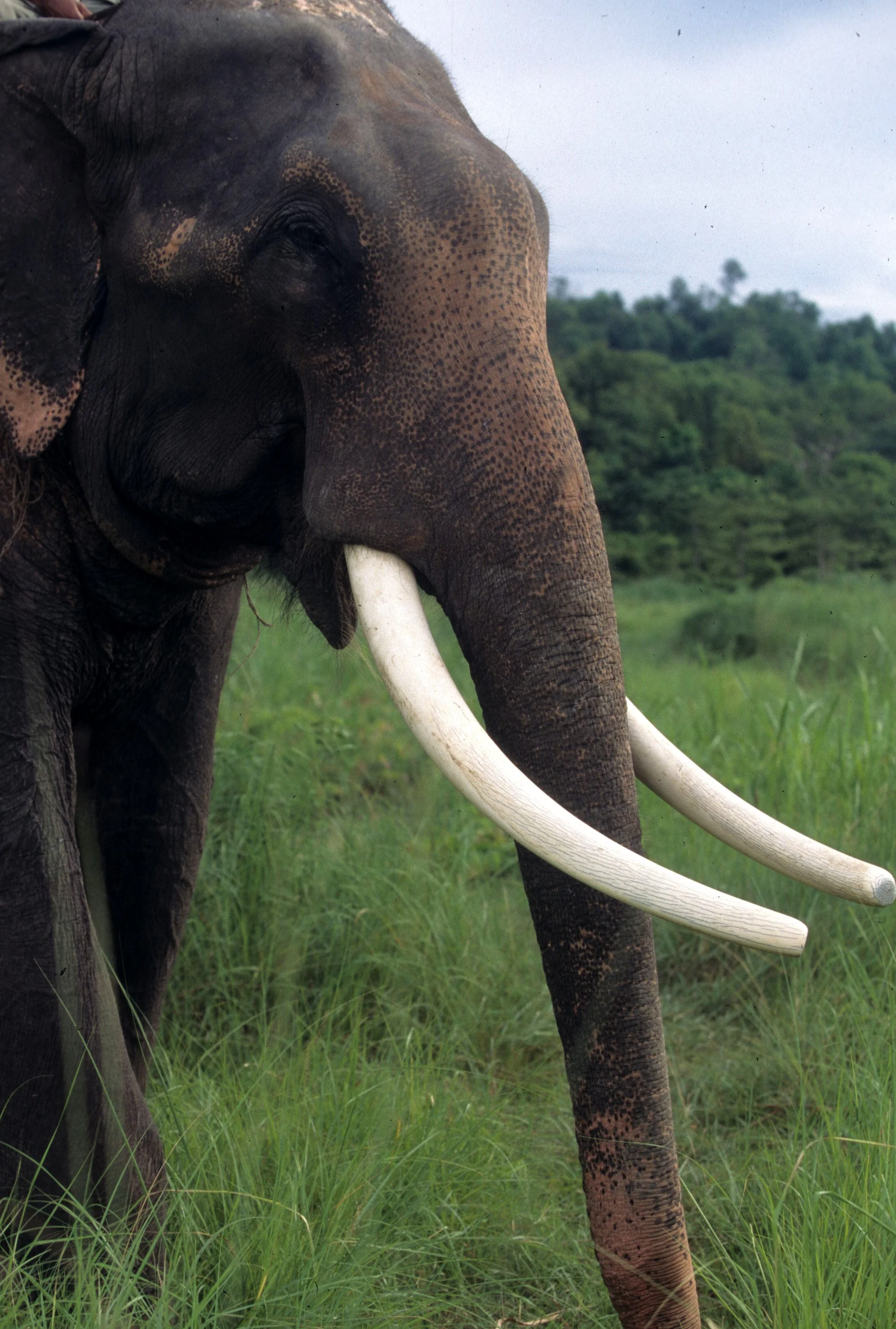 ELEHPANT - ASIAN ELEPHANT - CHITWAN NEPAL.jpg