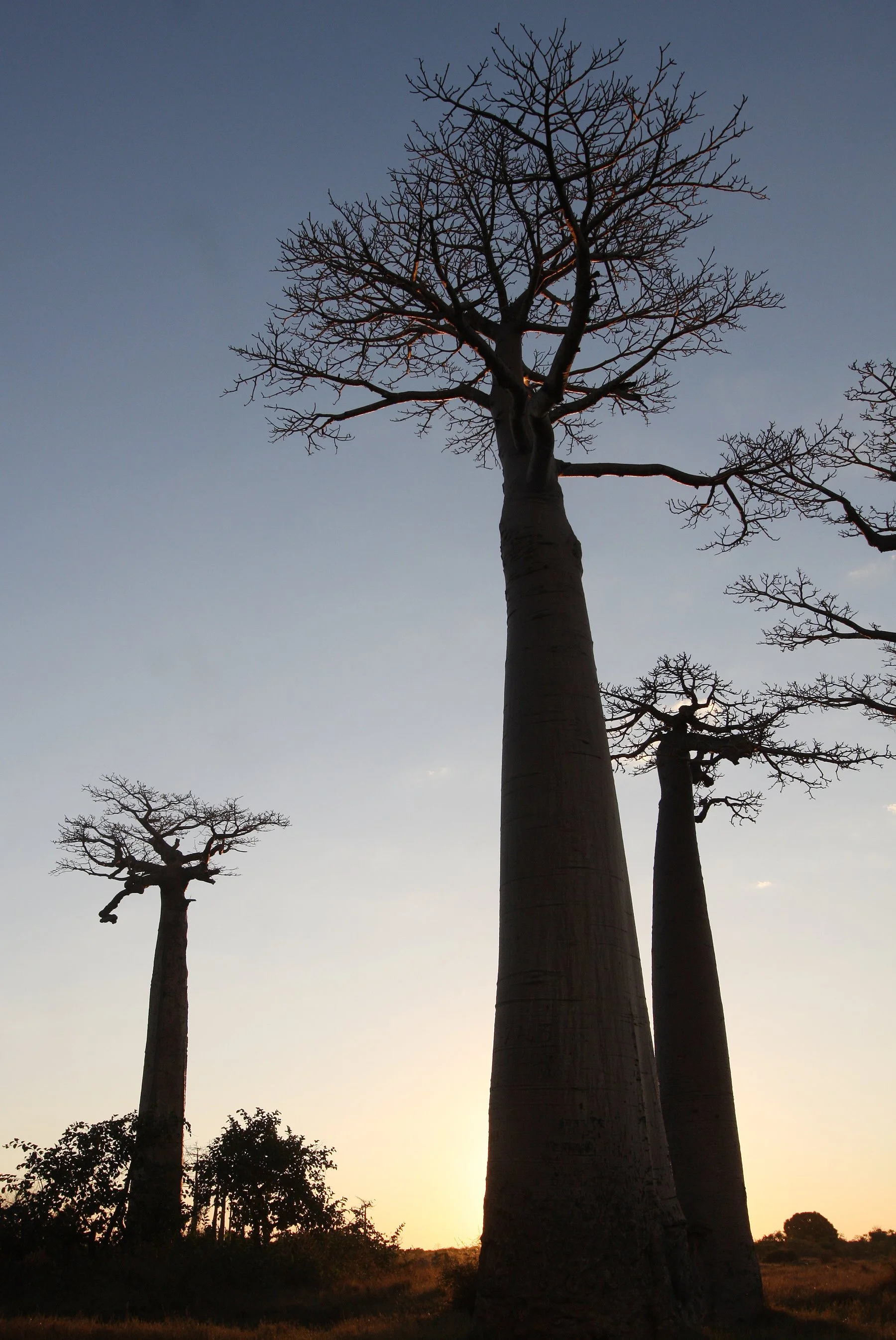 MORONDAVA MADAGASCAR - AVENUE DU BAOBABS - KIRINDY NATIONAL PARK MADAGASCAR (20).JPG