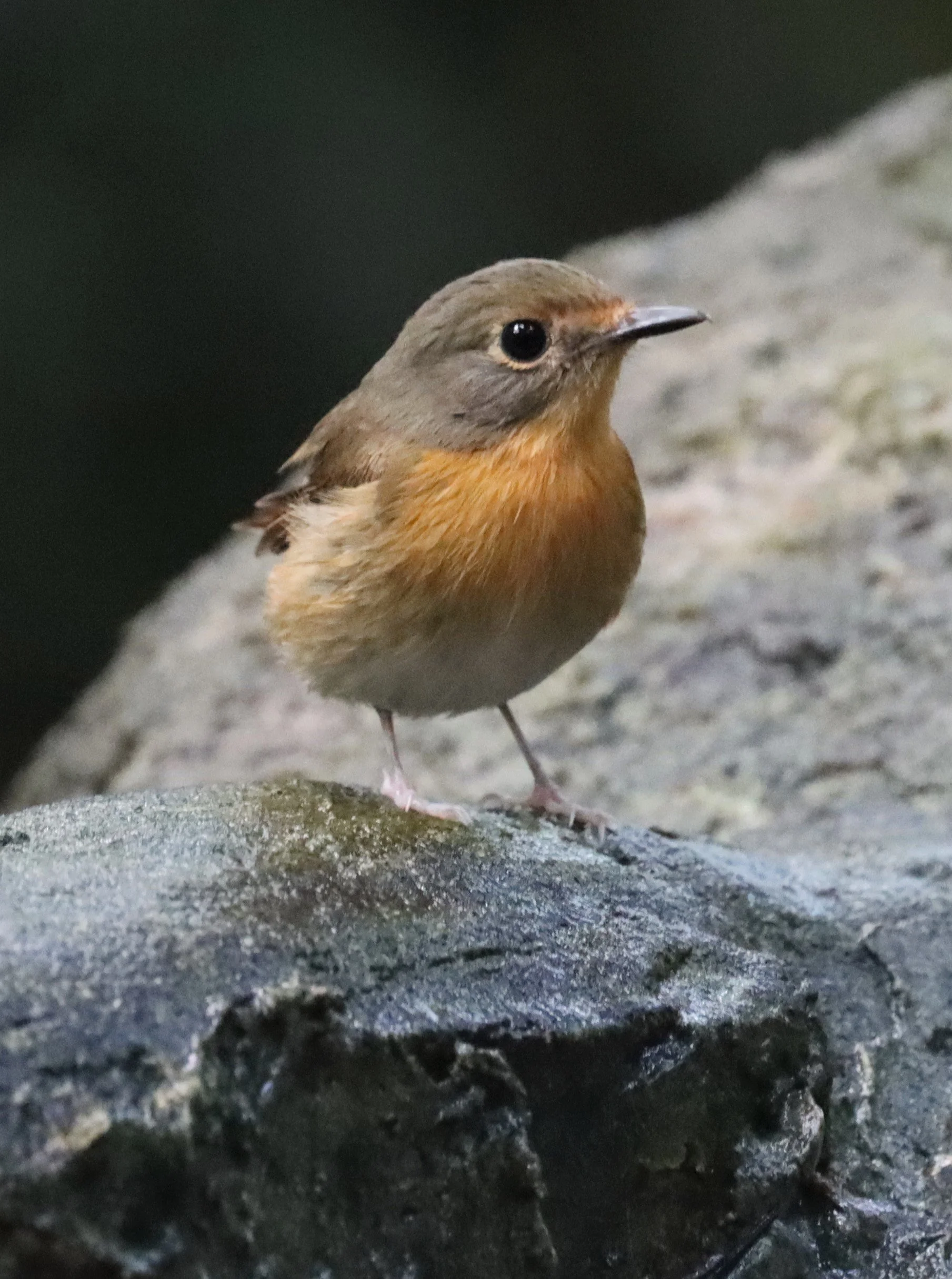 FLYCATCHER - LARGE BLUE FLYCATCHER - Cyornis magnirostris - WAT THAM PRATHUN CHONBURI (78).jpg