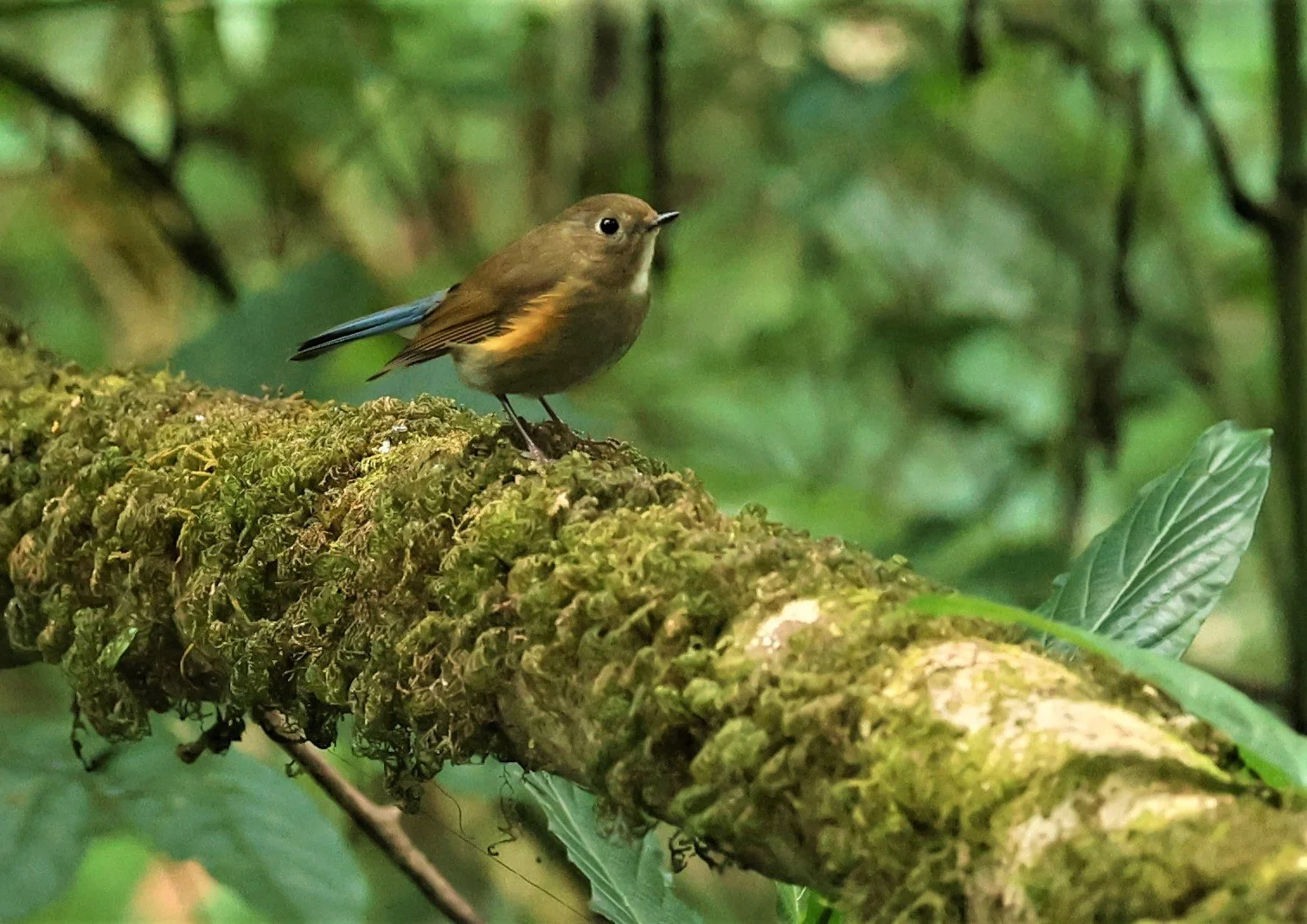 BLUETAIL - HIMALAYAN BLUETAIL - Tarsiger rufilatus - DOI PHA HOM POK NP DOI LANG EAST FEB 2022 (9).jpg