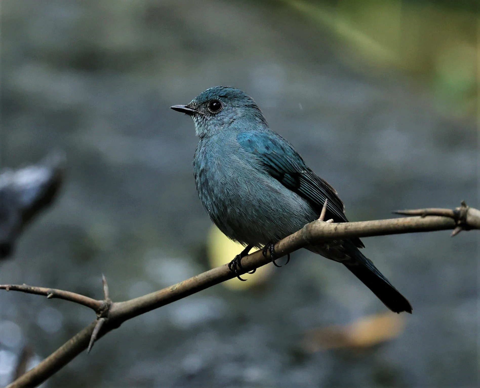 FLYCATCHER - VERDITER FLYCATCHER - Eumyias thalassina - WAT THAM PRATHUM CHONBURI JAN 30 2022 (129).jpg
