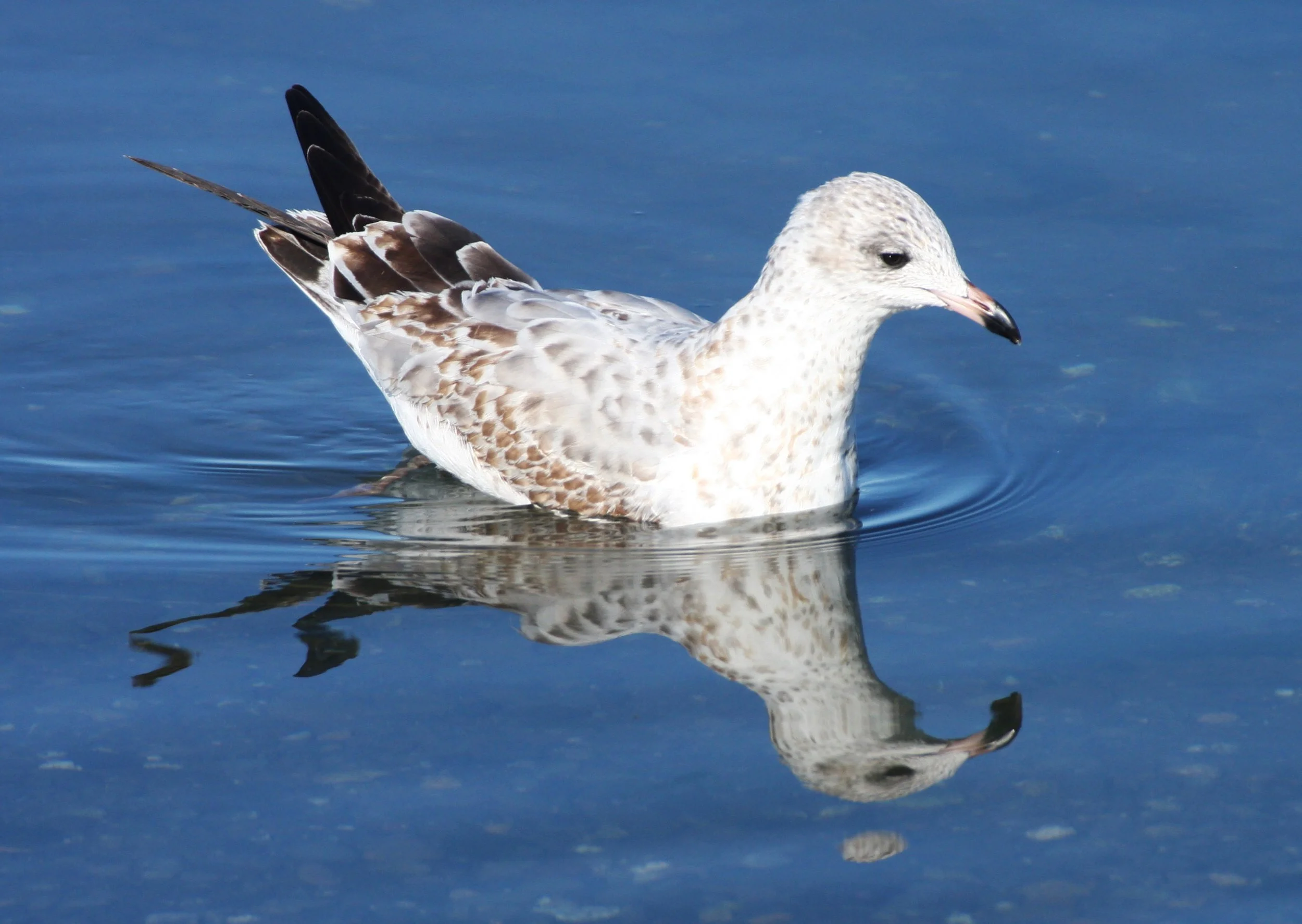 BIRD - GULL - WESTERN GULL - SECOND WINTER FORM - SEQUIM BAY.JPG