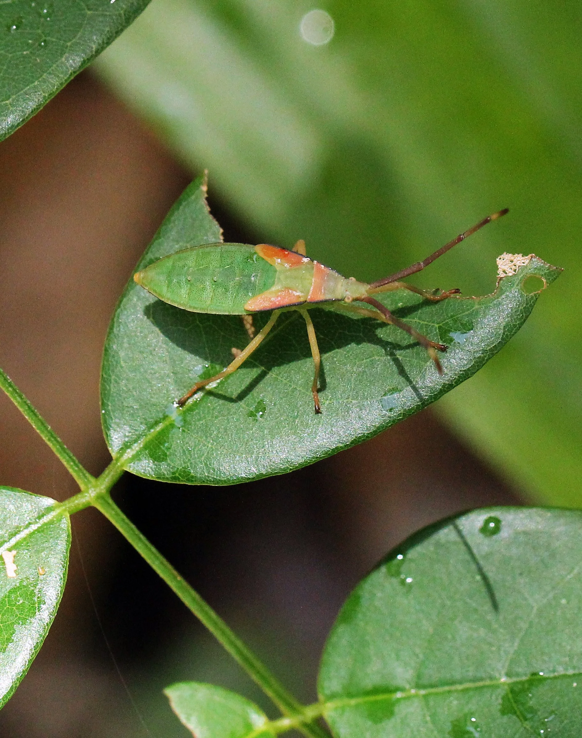 Hemiptera species 5 - Koh Lanta, Thailand (19).JPG