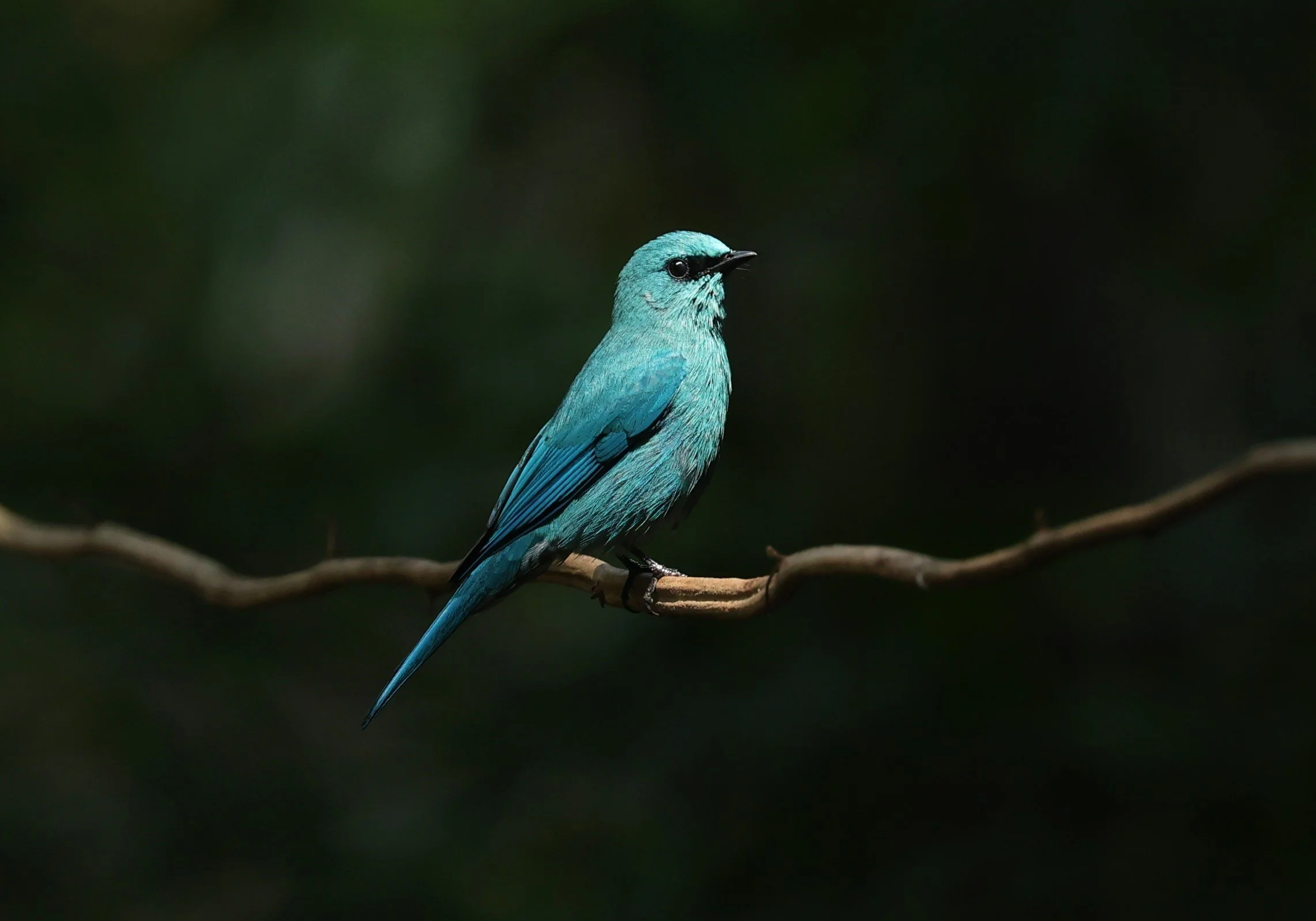FLYCATCHER - VERDITER FLYCATCHER - Eumyias thalassina - WAT THAM PRATHUM CHONBURI JAN 30 2022 (69).jpg