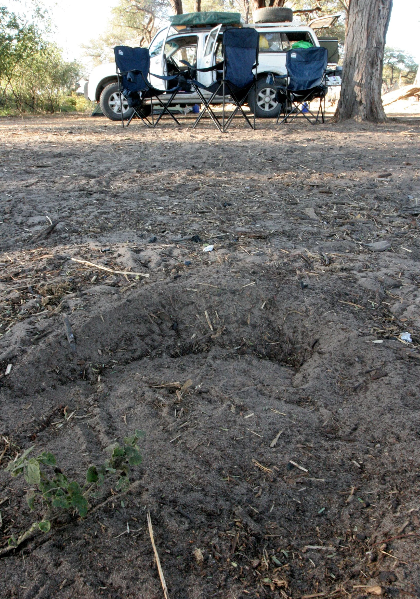 BOTSWANA - KHWAI CAMP - ELEPHANT VISITOR TO CAMP (4).JPG