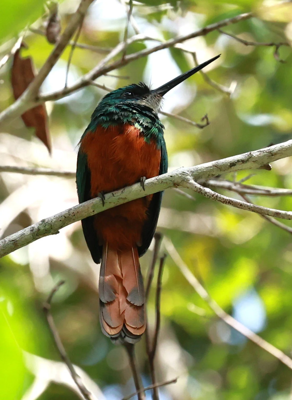 Jacamar - Rufous-tailed Jacamar - Galbula ruficauda - Illeus, Bahia Brazil, Una Township Area (12).JPG