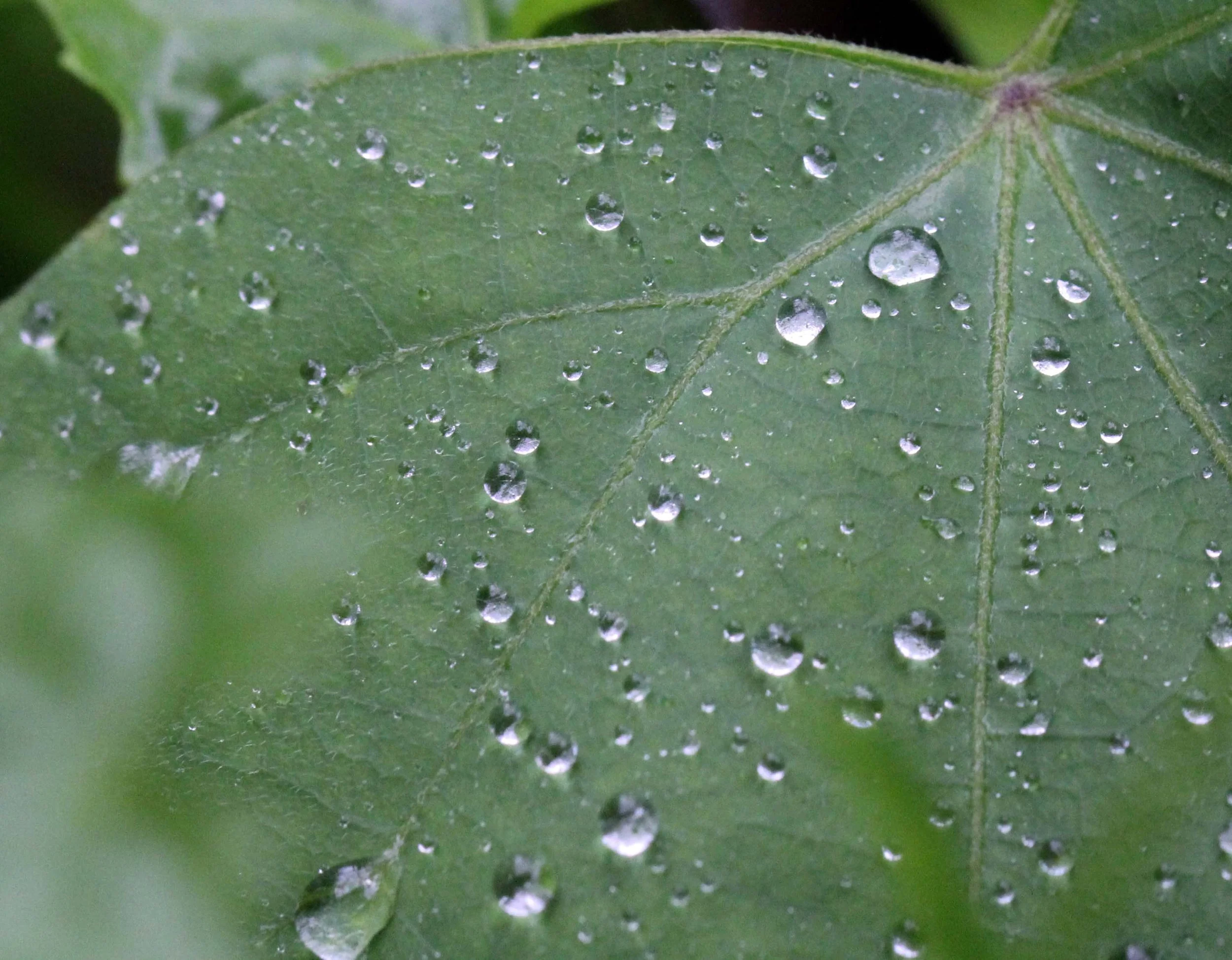 2013 in Nakhonsithammarat and some Krabi with Family (212).JPG