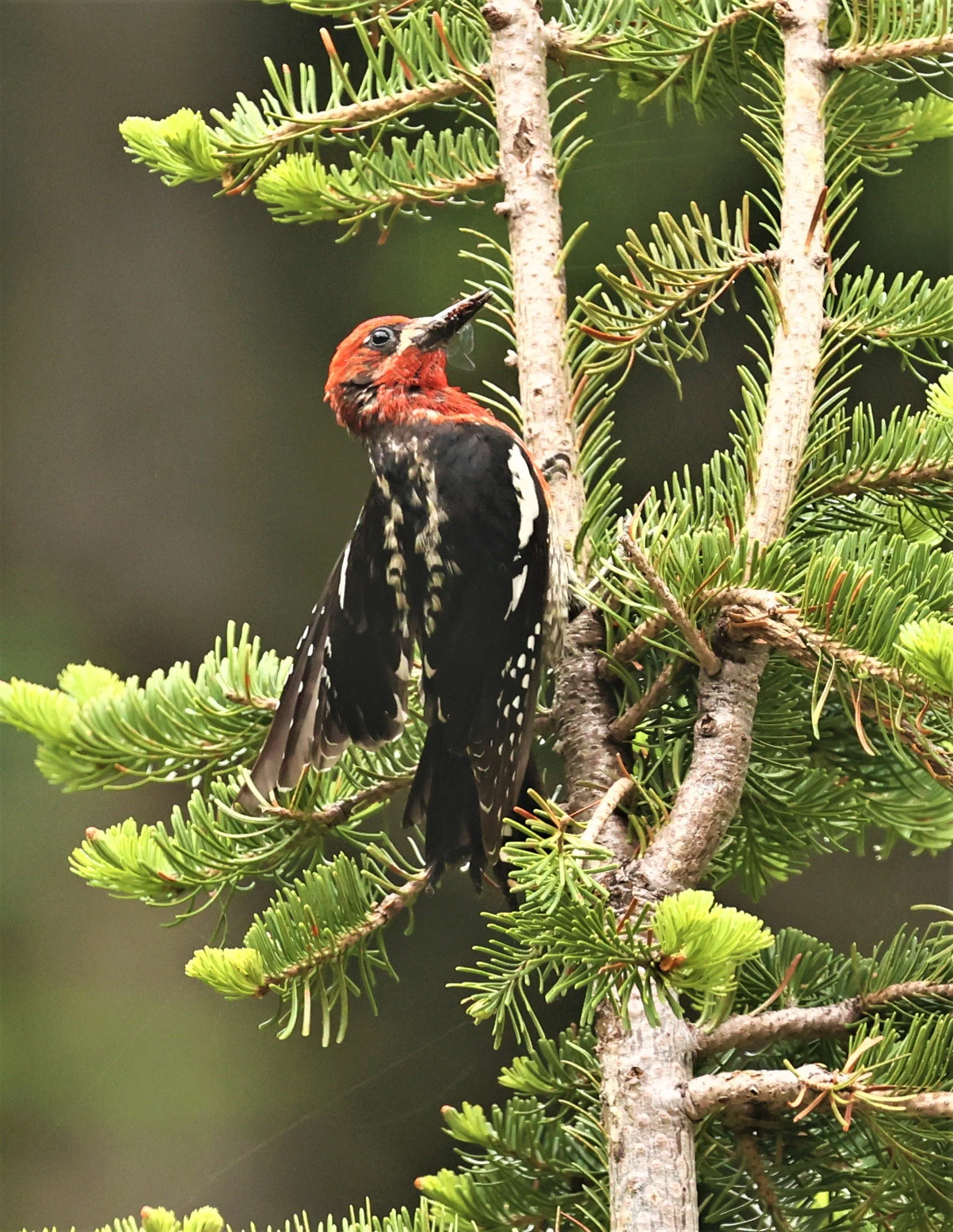 Sphyrapicus ruber - RED-BREASTED SAPSUCKER - MOUNT RAINIER NATIONAL PARK WASHINGTON (23).jpg