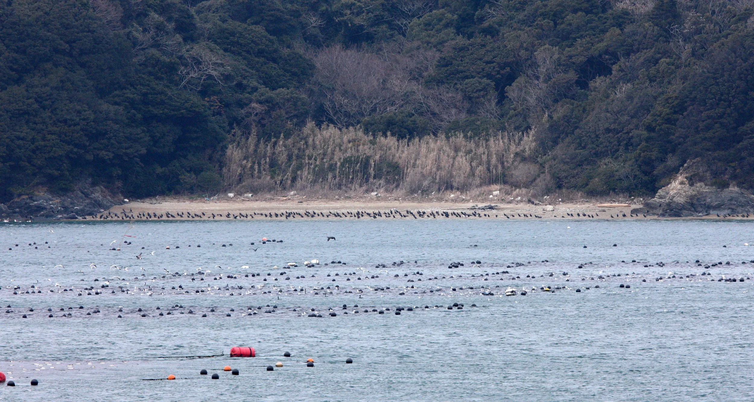 TOBA HARBOR JAPAN (10).JPG
