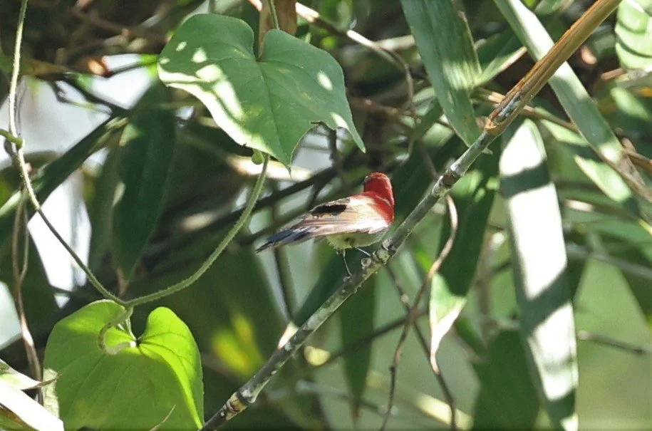 SUNBIRD - CRIMSON SUNBIRD - Aethopyga siparaja - PROMLUK PROPERTY NEAR KHAO LUANG NP, JAN 2022 (2).JPG