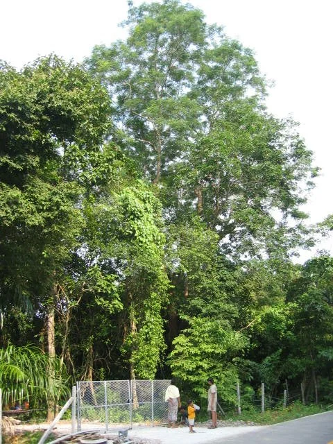 KOH LANTA - PROPERTY - 2005 (101).jpg