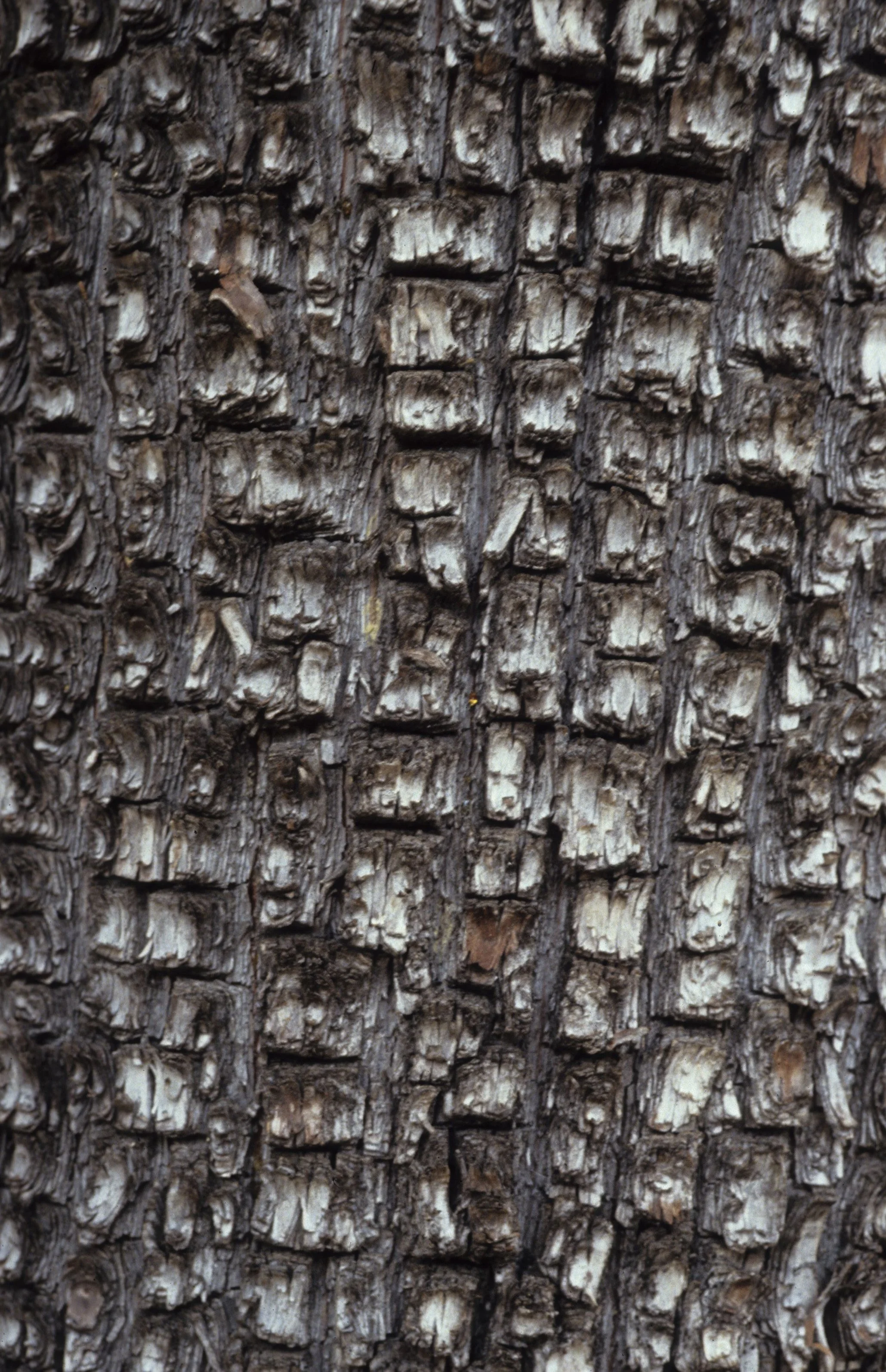 ARIZONA - MADERA CANYON - JUNIPERUS SPECIES - ALLIGATOR JUNIPER.jpg
