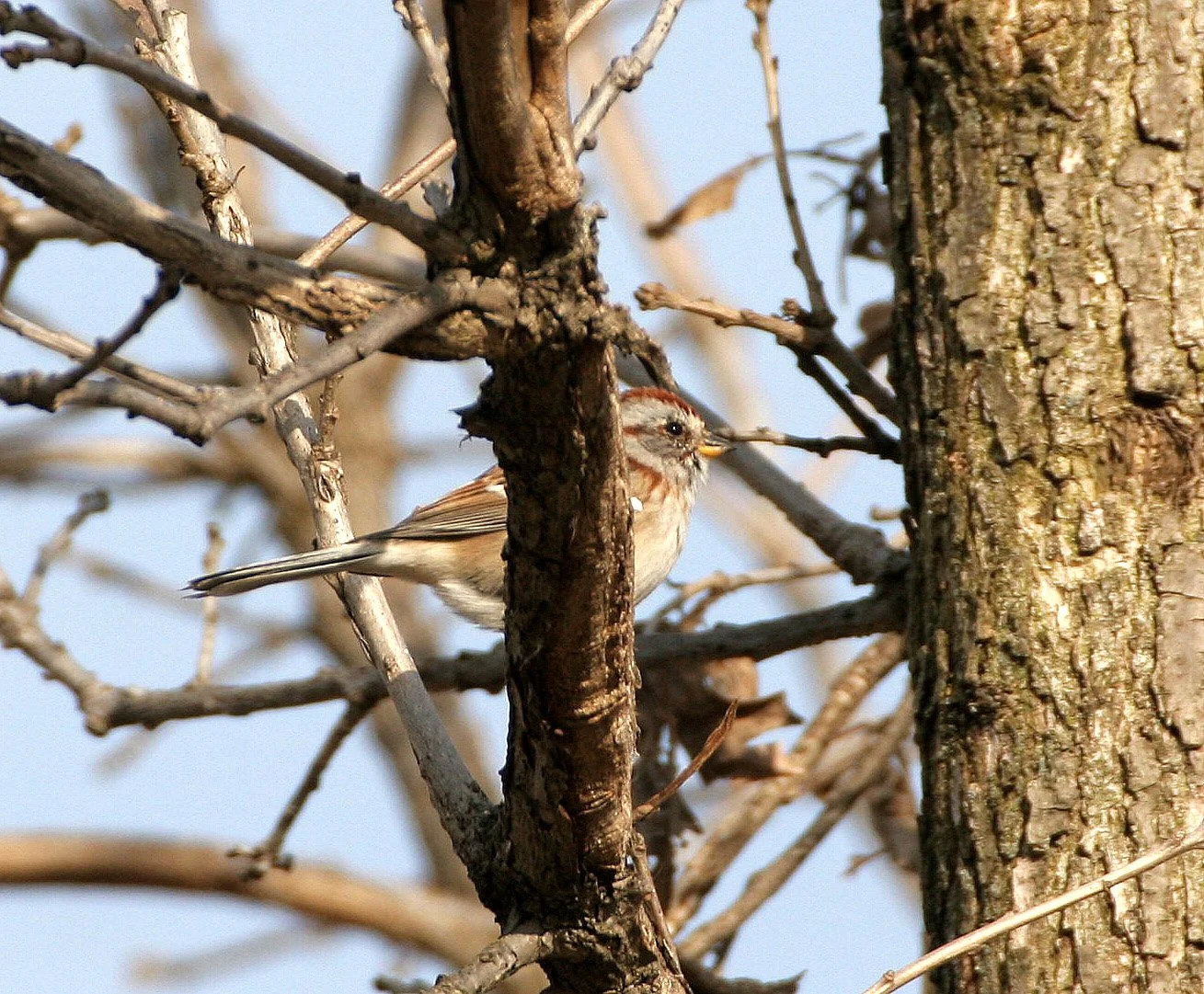 Field Sparrow (Spizella pusilla) Lincoln Marsh Illinois (4).JPG