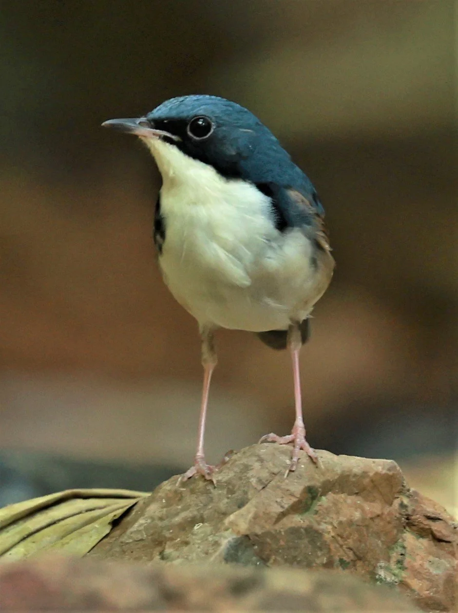 ROBIN - SIBERIAN BLUE ROBIN - Luscinia cyane - KRUNG CHING, KHAO LUANG NATIONAL PARK, THAILAND APRIL 2023 (11).jpg