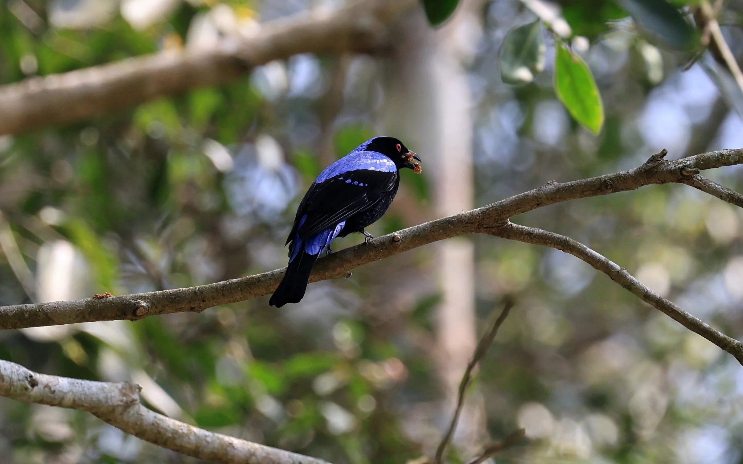 Asian Fairy-bluebird (Irena puella) Khao Yai National Park Feb 2026 Day 2 (2).jpg