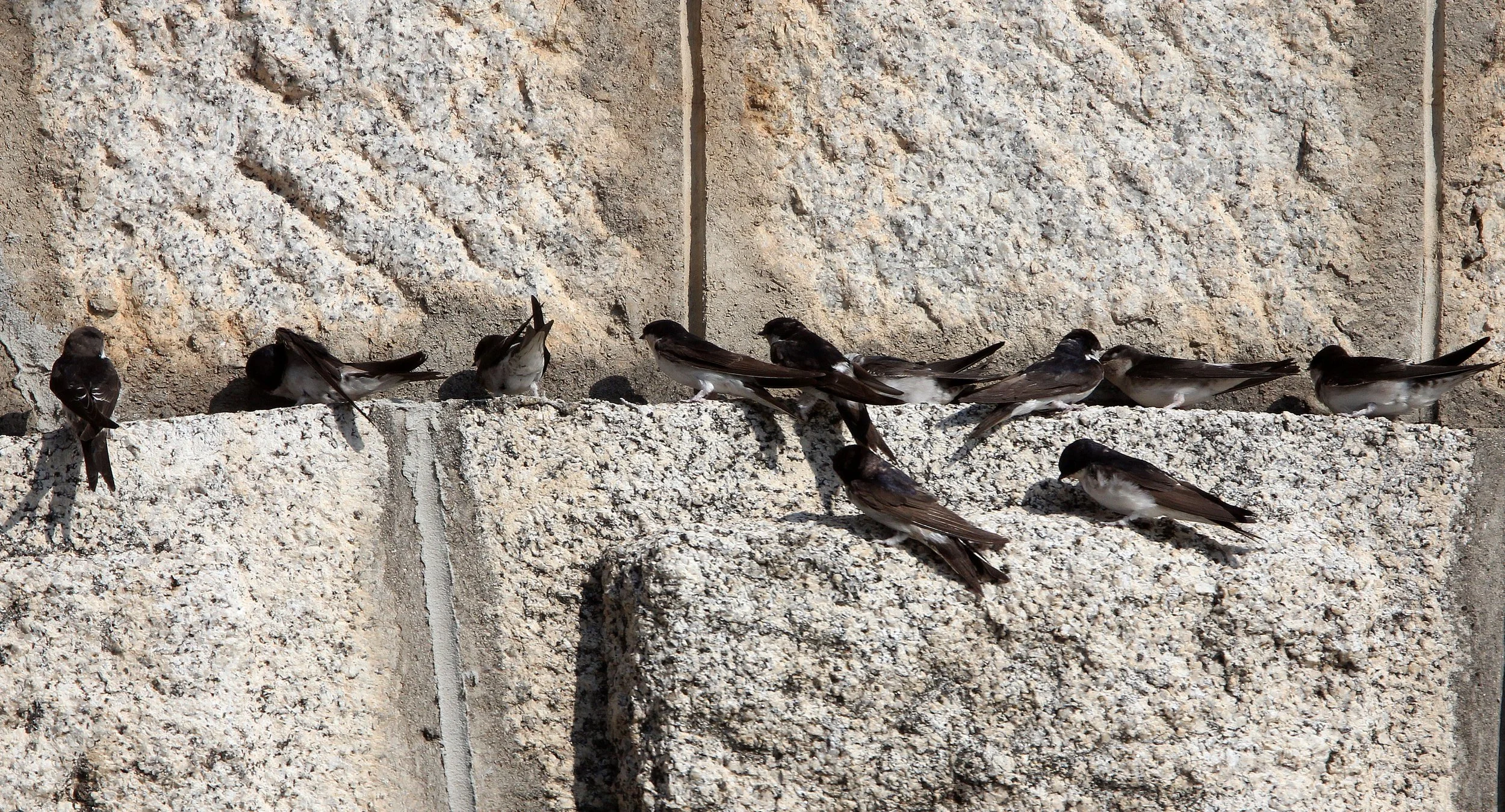 Sand Martin (Riparia riparia) Sierra de Andujar Spain (4).JPG