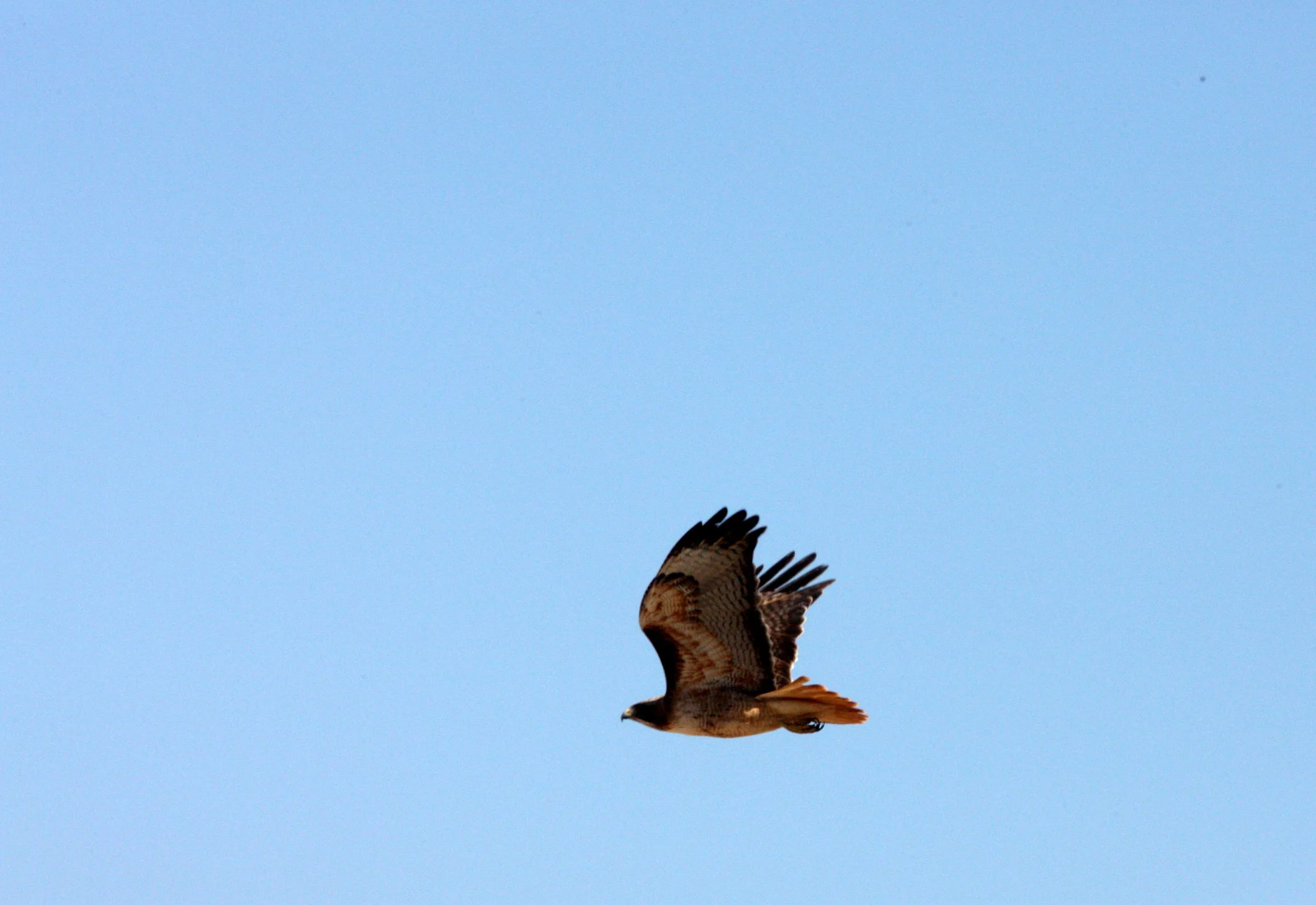 Buteo jamaicensis - RED-TAILED HAWK - KERN NATIONAL WILDLIFE REFUGE CALIFORNIA (6).JPG