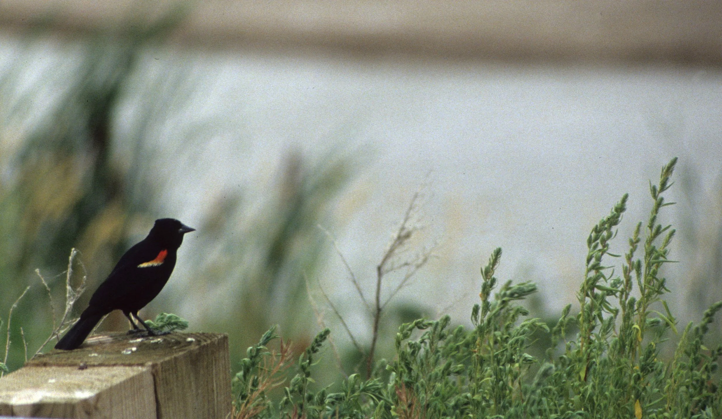 Red-winged Blackbird (Agelaius phoeniceus) Platte River Nebraska.jpg