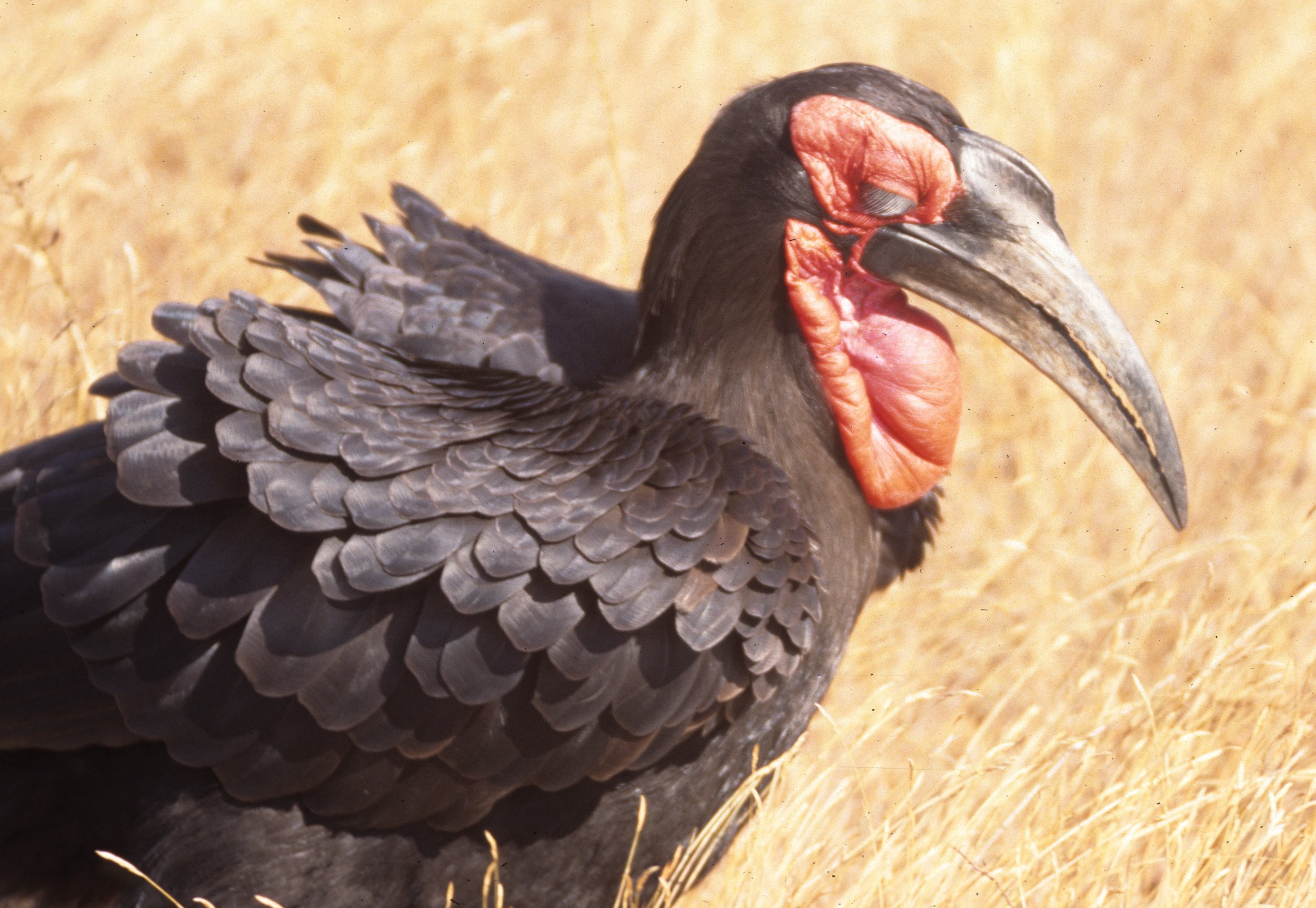 BIRDS - HORNBILL - GROUND - KRUGER D.jpg