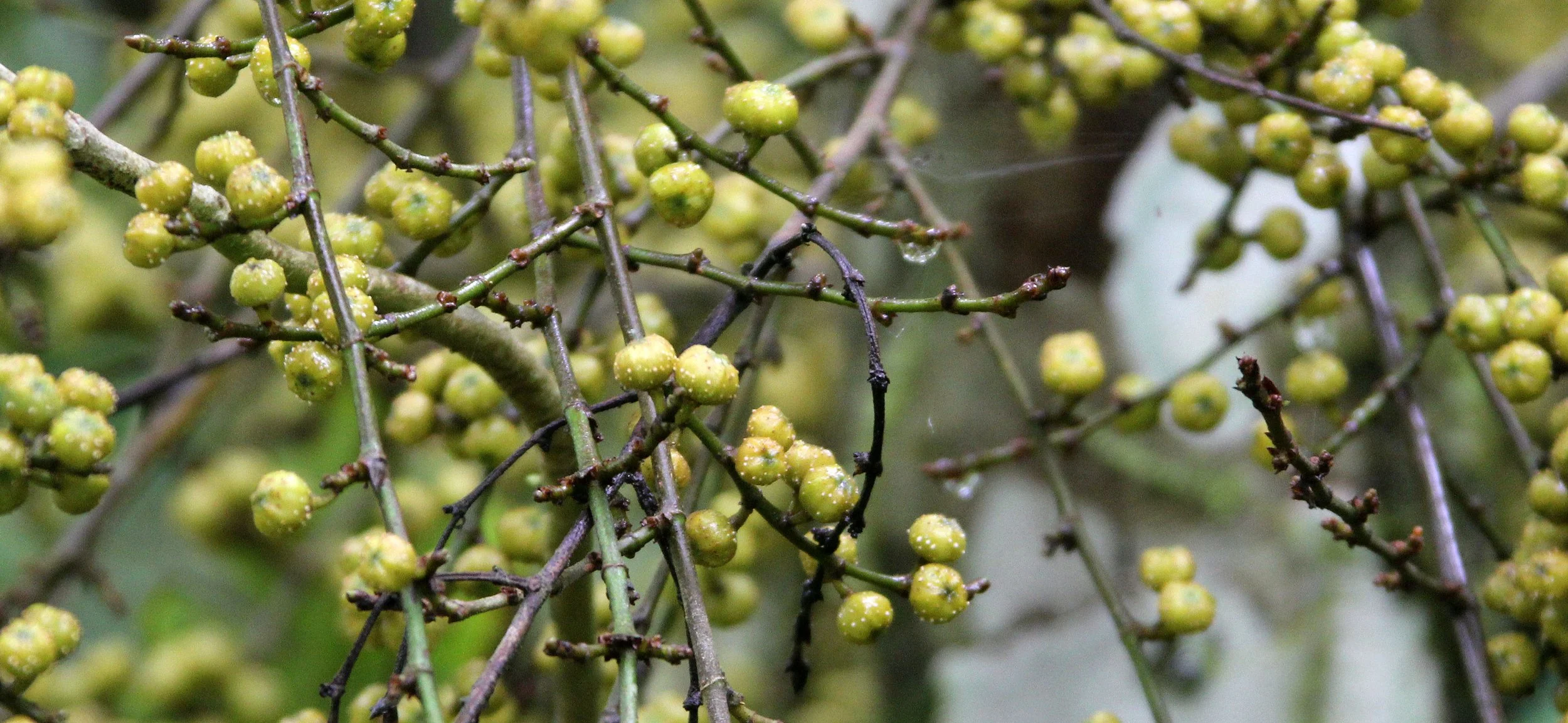 GEDE NATIONAL PARK - JAVA BARAT INDONESIA (20).JPG