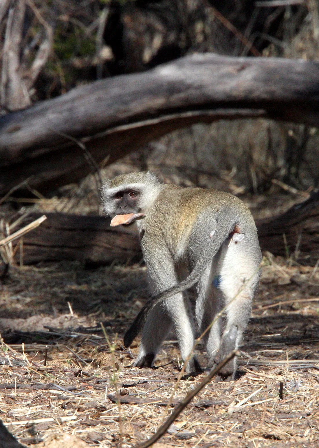 CERCOPITHECIDAE - Chlorocebus cynosuros - MALBROUCK MONKEY - KHWAI CAMP OKAVANGO BOTSWANA (3).JPG