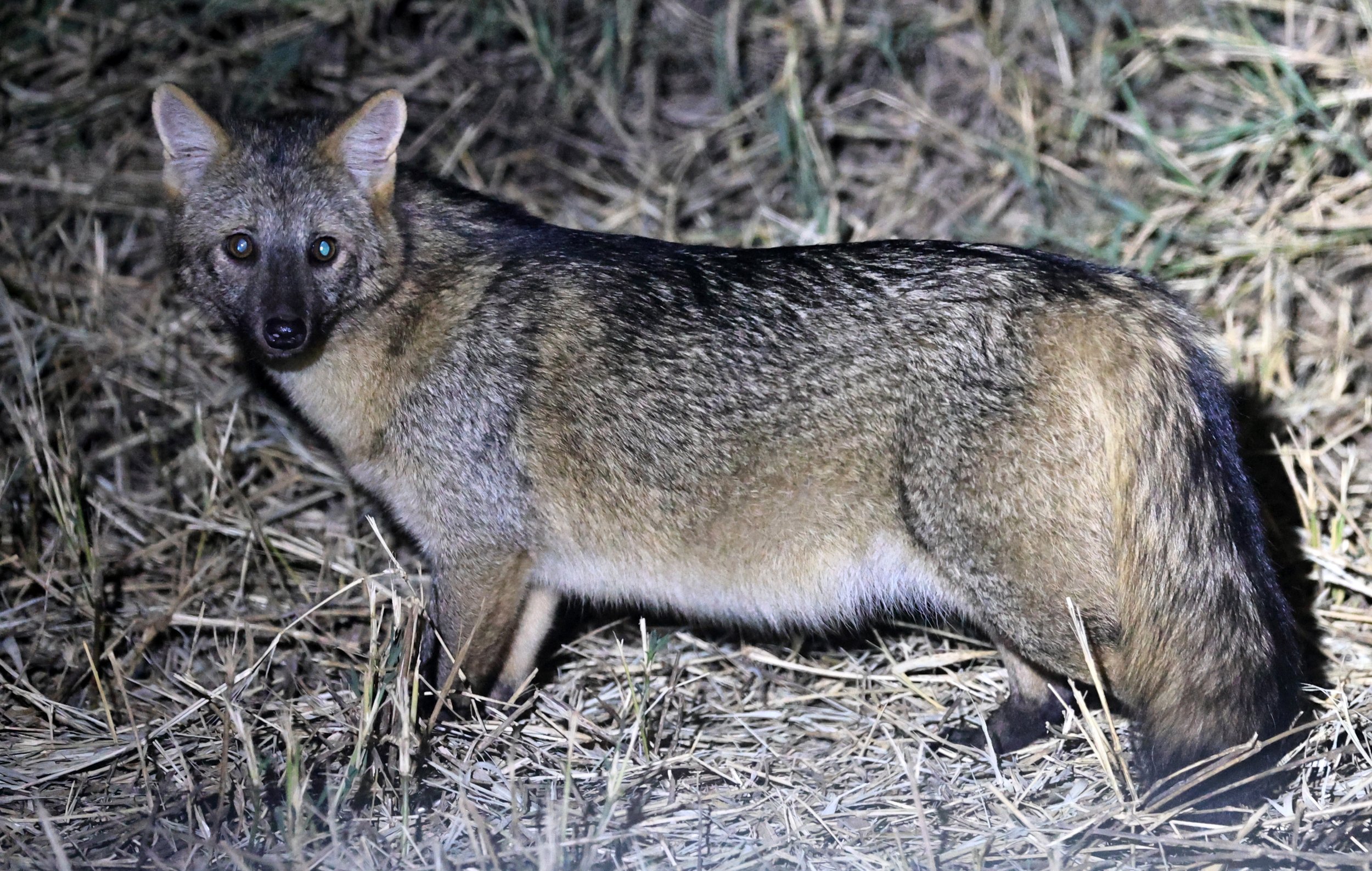 Crab-eating Fox (Cerdocyon thous) Estancia Campo'í Paraguay  (5).jpg