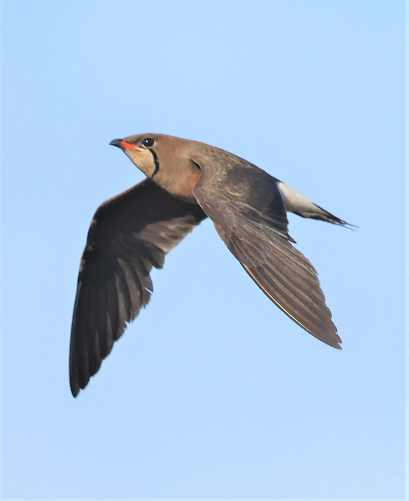 PRATINCOLE - ORIENTAL PRATINCOLE - Glareola maldivarum - TAP YAO RICEFIELDS LAT KRABANG - APRIL 23 2022 (37).jpg