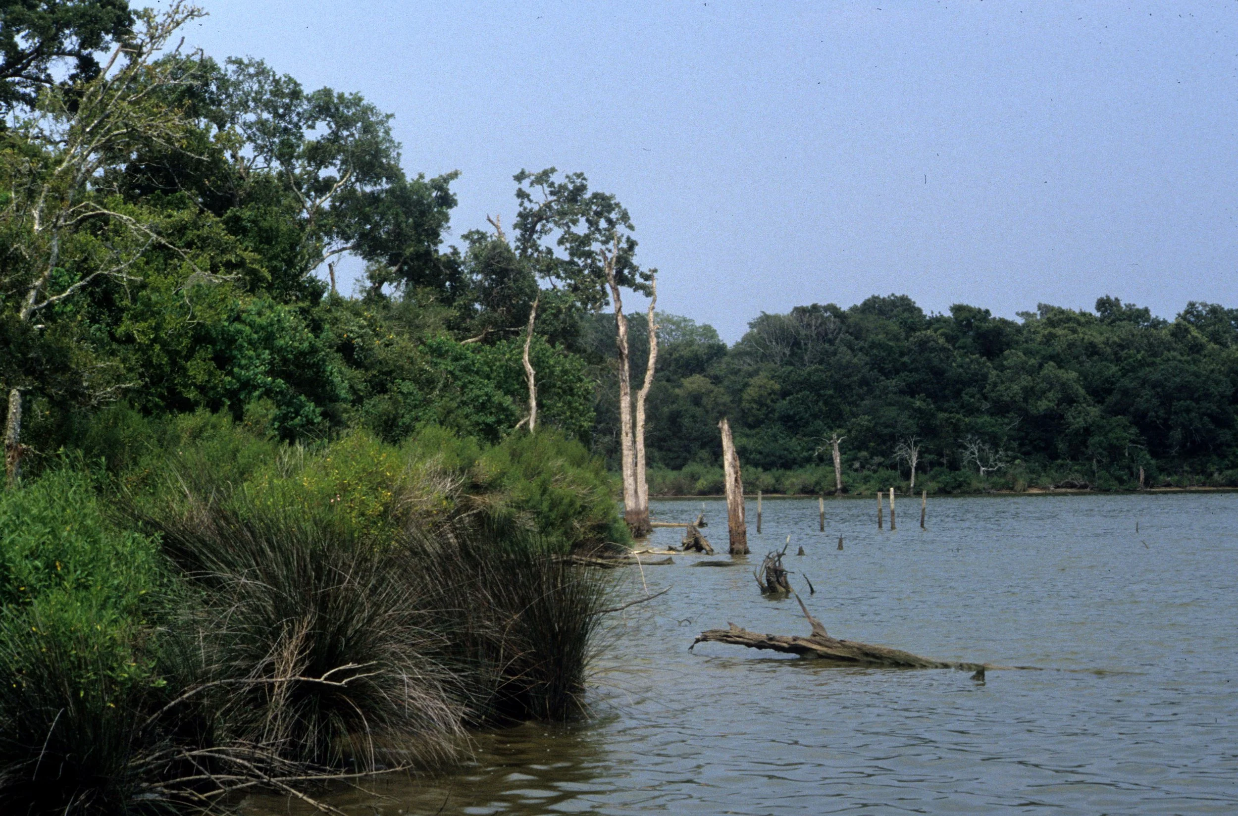 TEXAS - BAJOU - CLEARWATER BAY.jpg